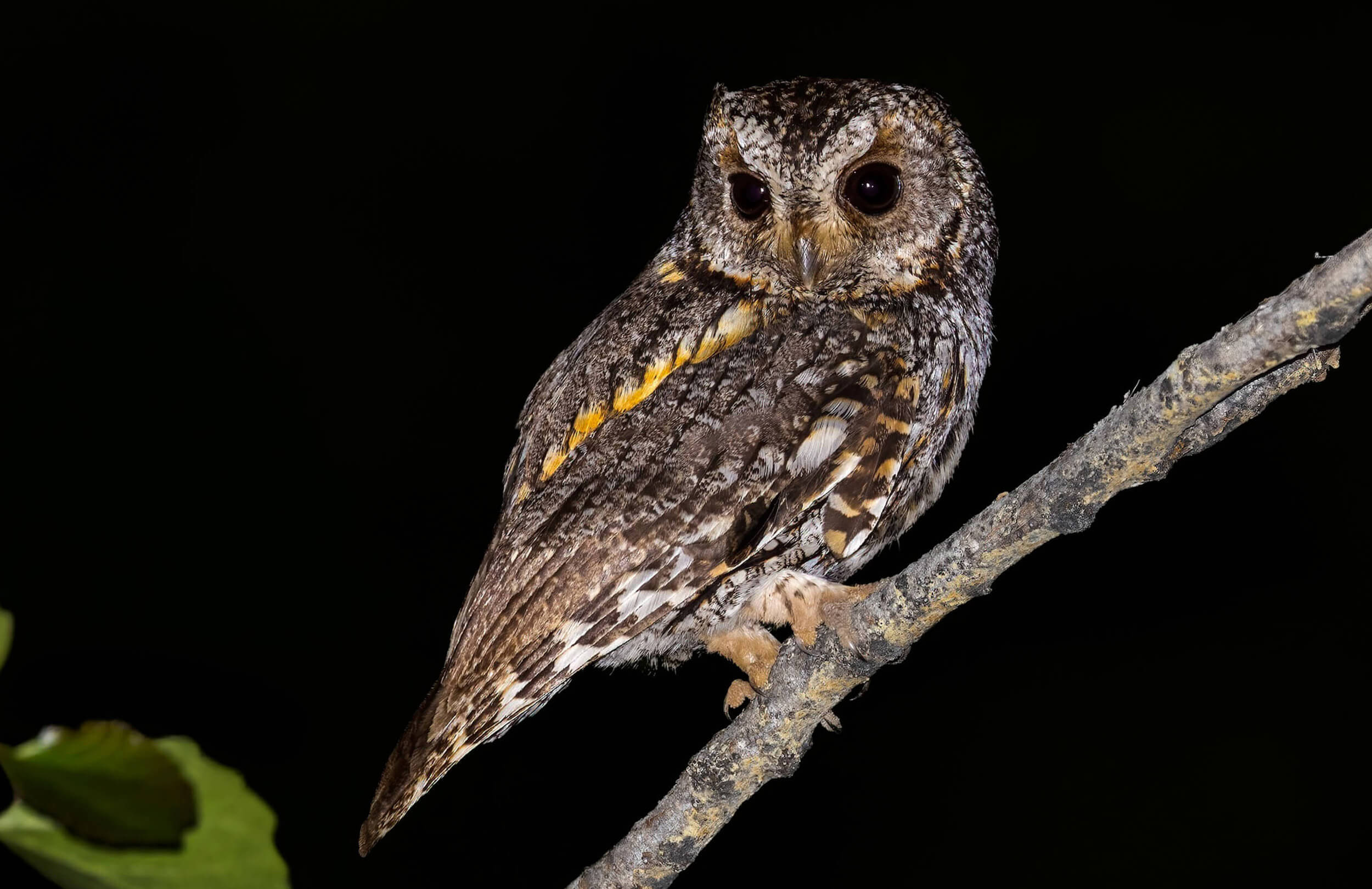 2026 Flammulated Owl Count