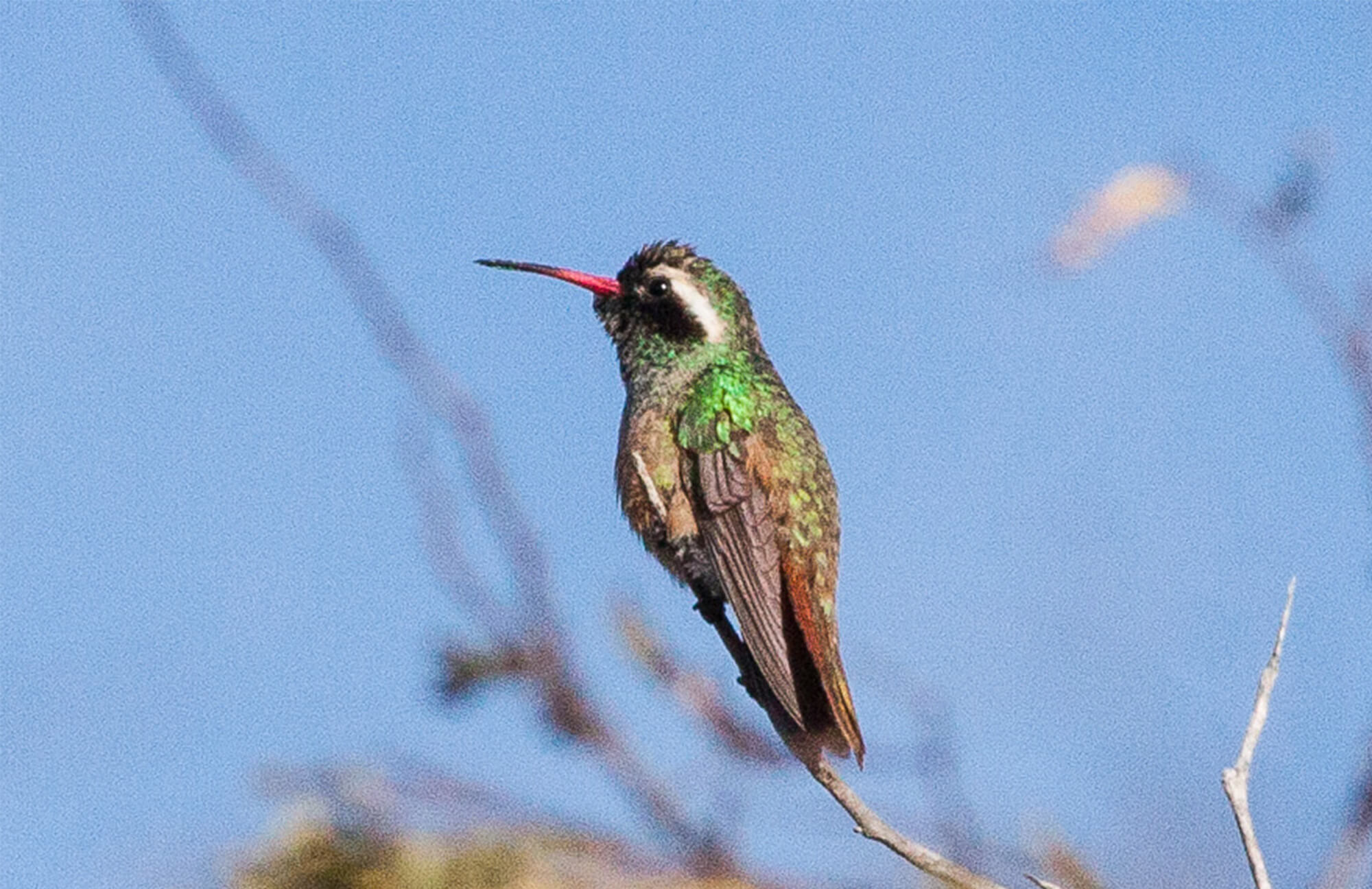 Xantus's Hummingbird | Baja Birding Tour