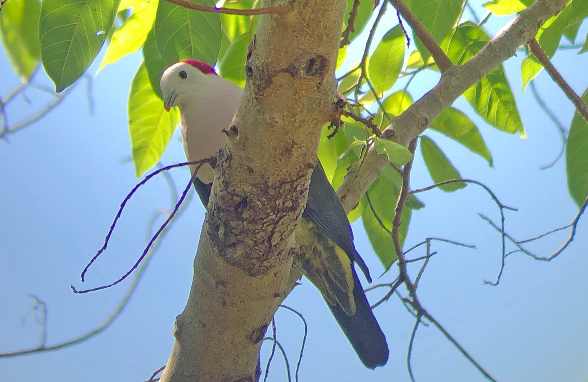 Red-naped Fruit-Dove | Bali & The Lesser Sundas