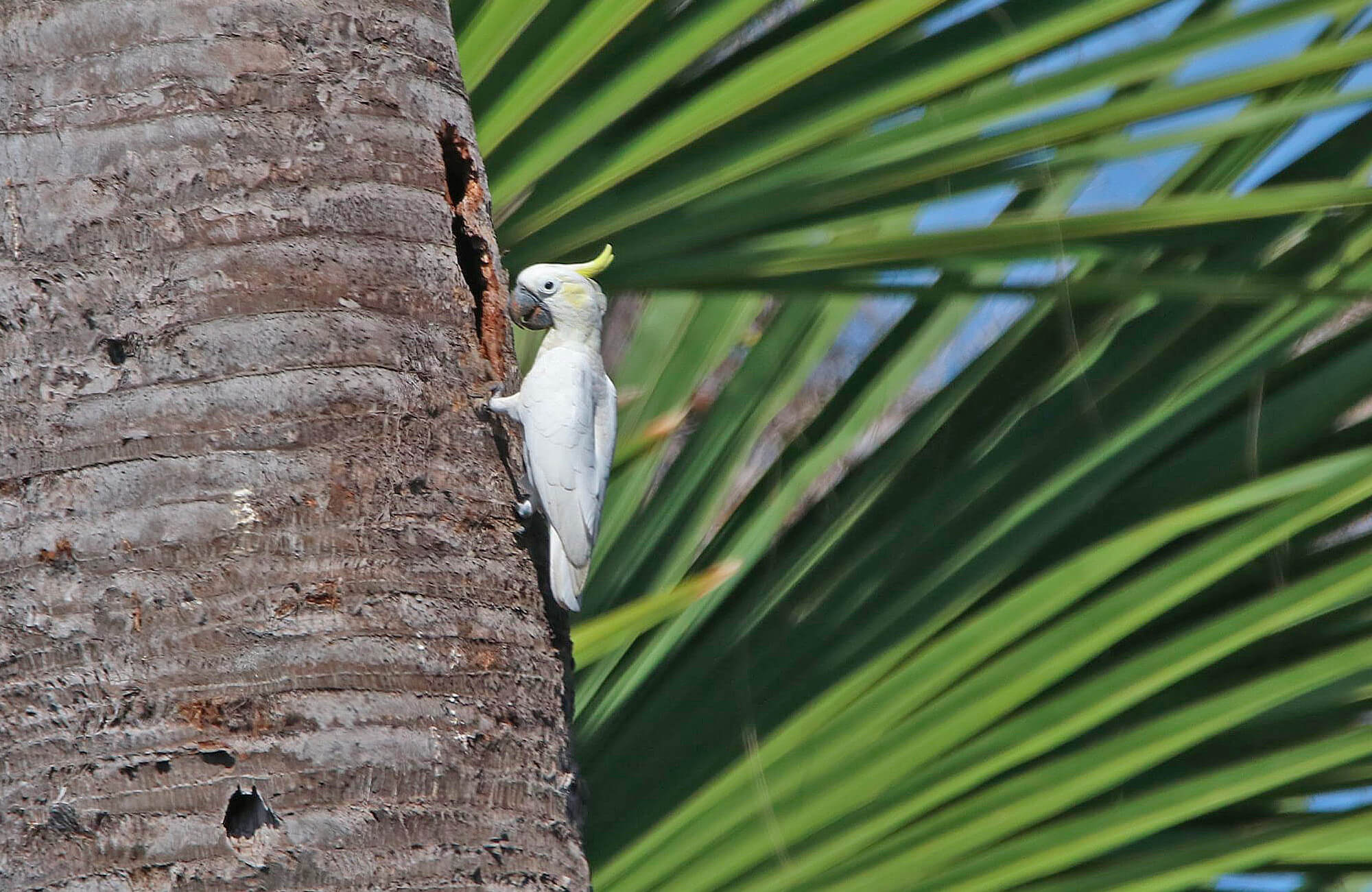 Yellow-crested Cockatoo | Bali & The Lesser Sundas