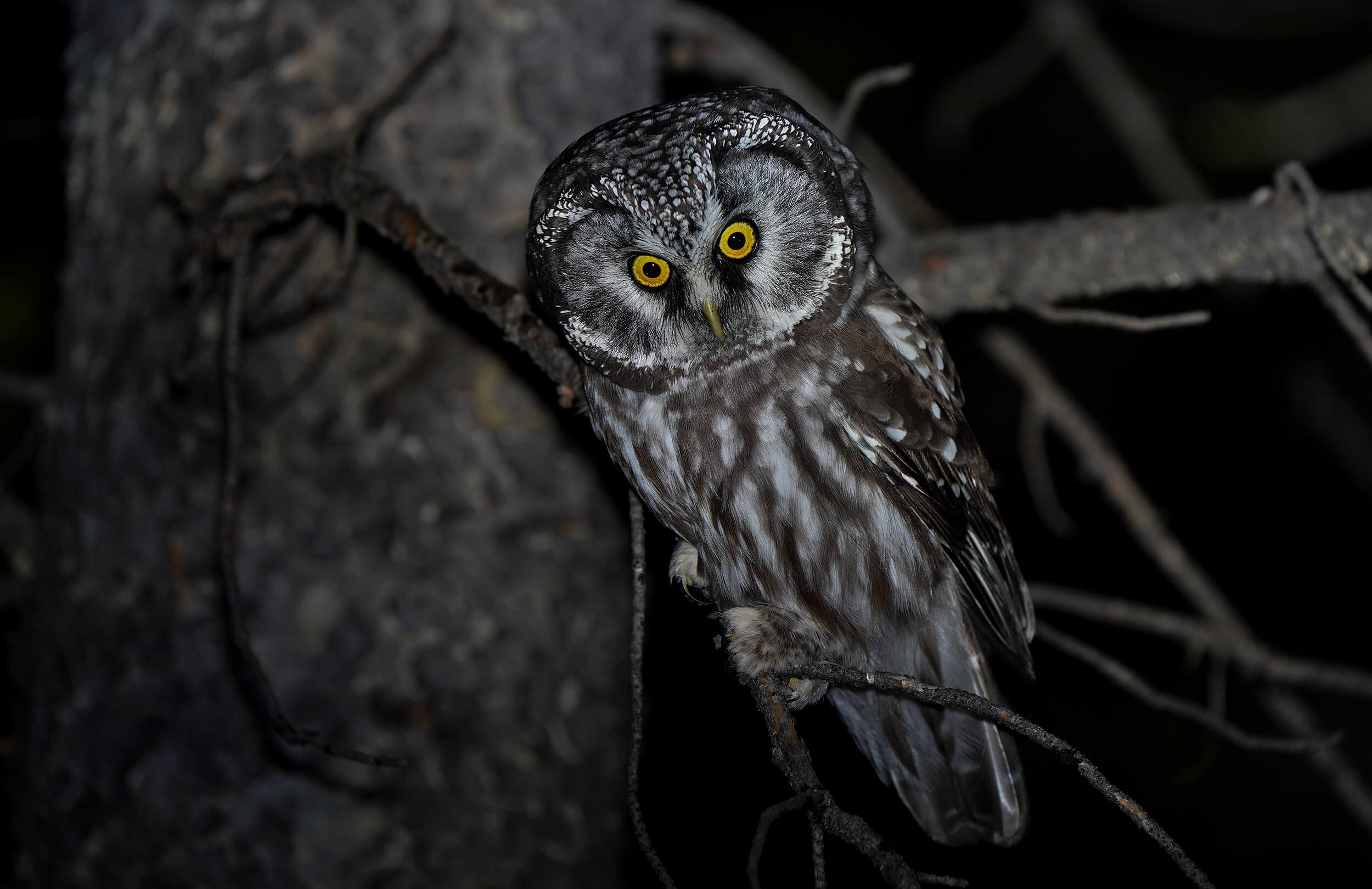 Boreal Owl | Boreal Owling Adventure