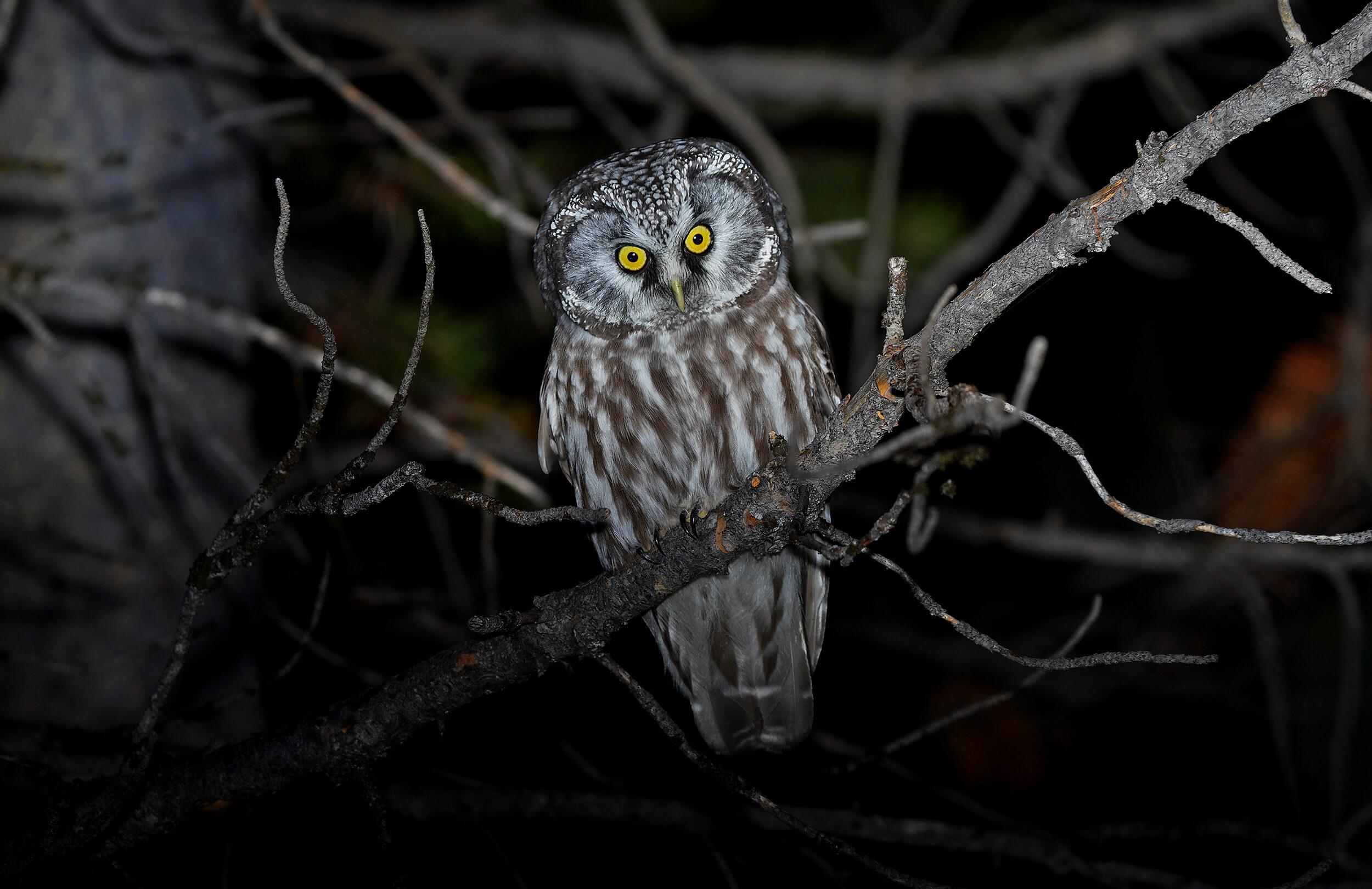Boreal Owl | Boreal Owling Adventure