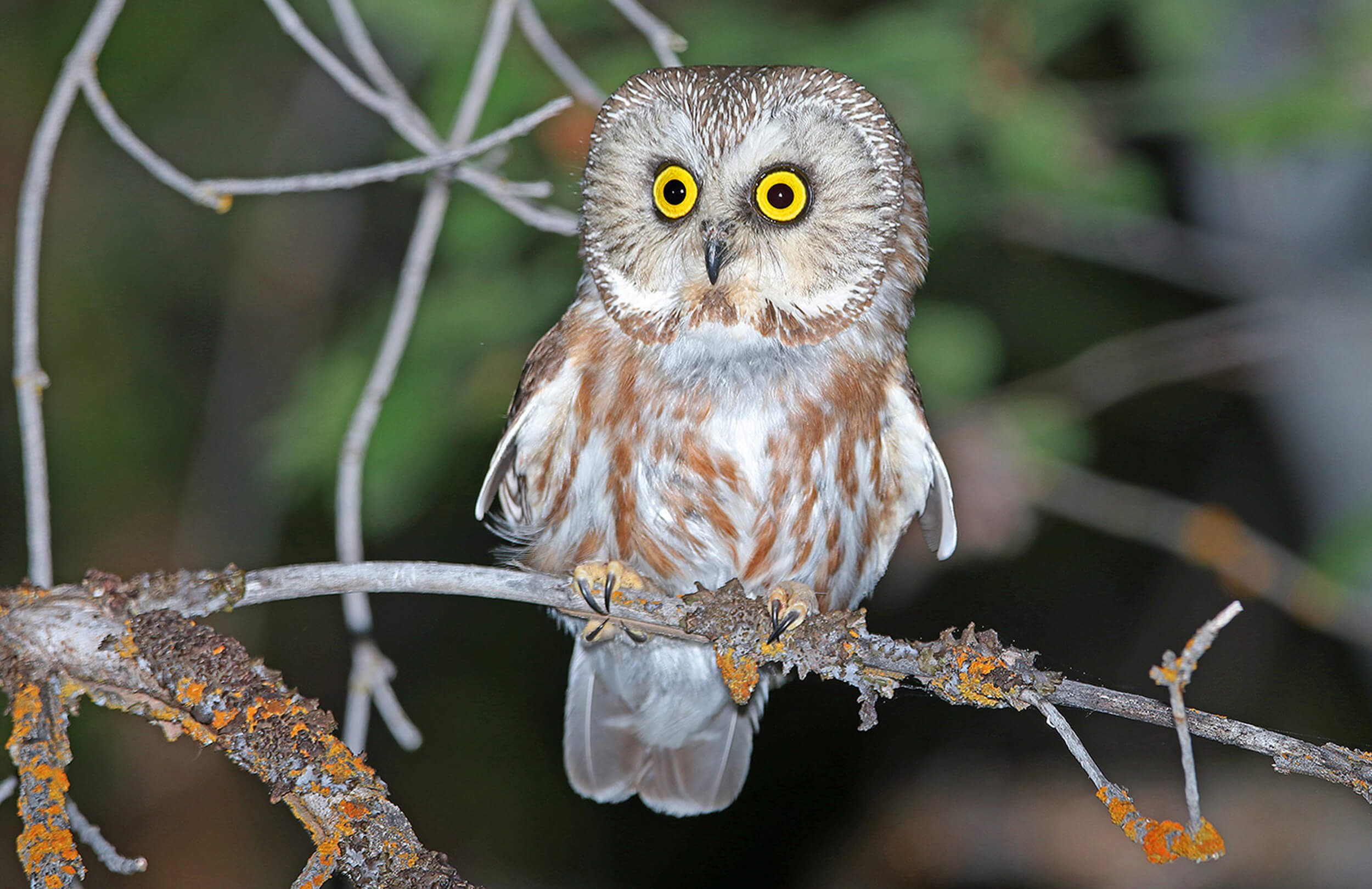 Boreal Owl | Boreal Owling Adventure