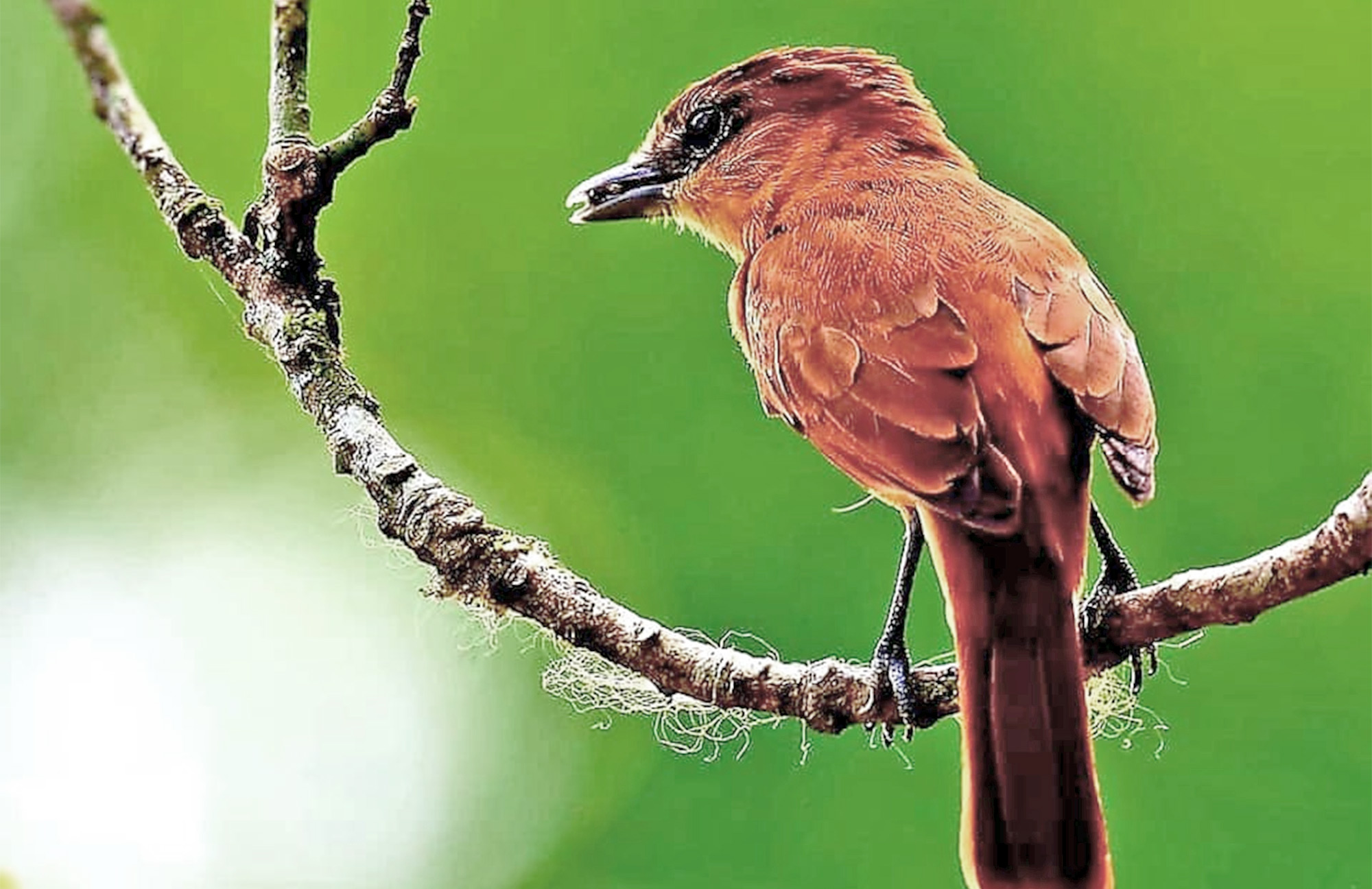 Chiapas Birding Tour