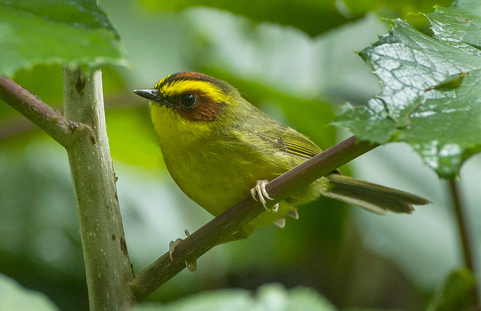 Golden-browed Warbler | Chiapas Birding Tour