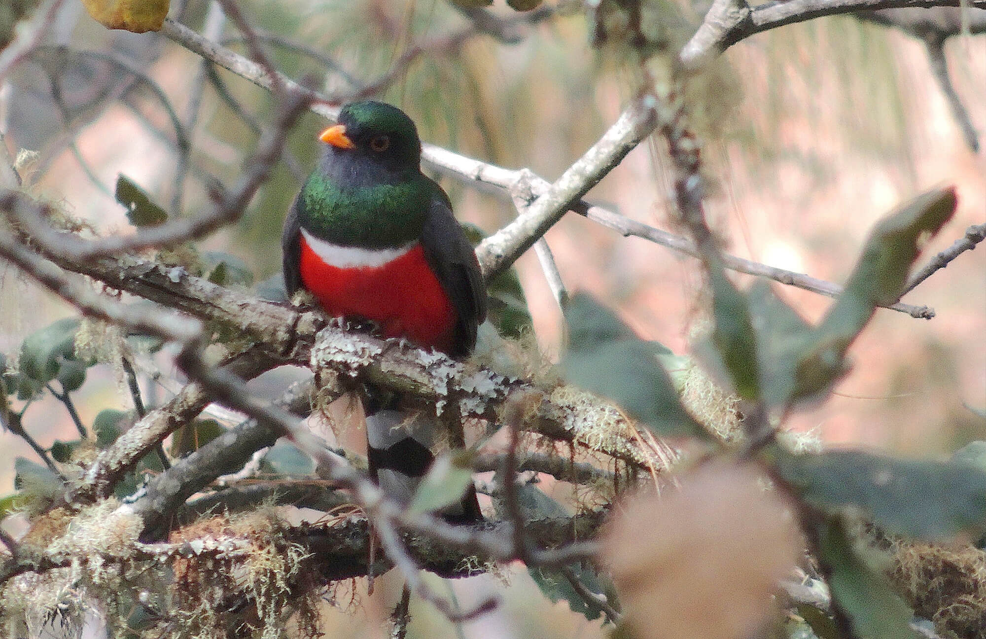 Mountain Trogon | Chiapas Birding Tour