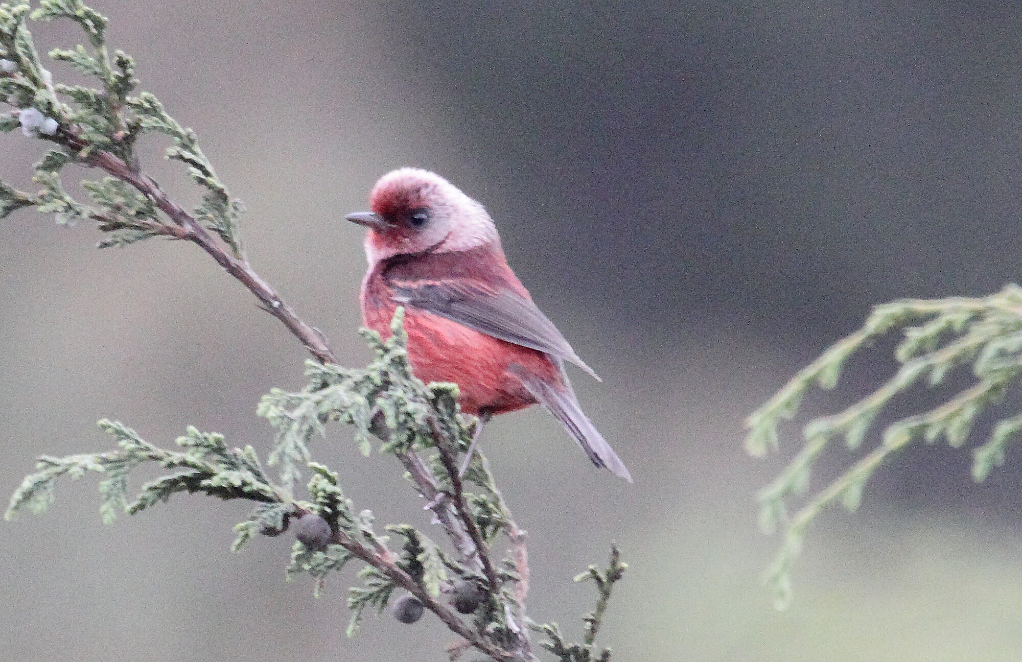 Pink-headed Warbler | Chiapas Birding Tour