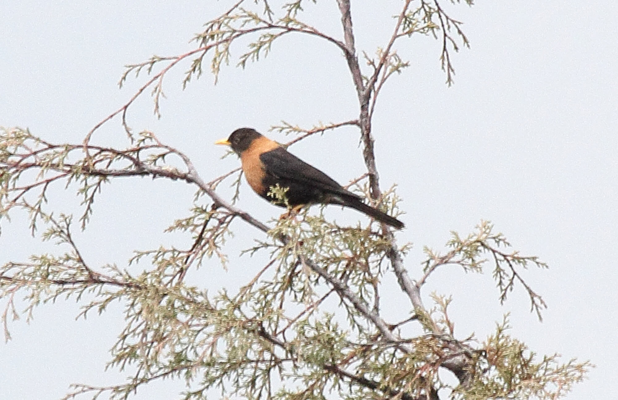 Rufous-collared Robin | Chiapas Birding Tour