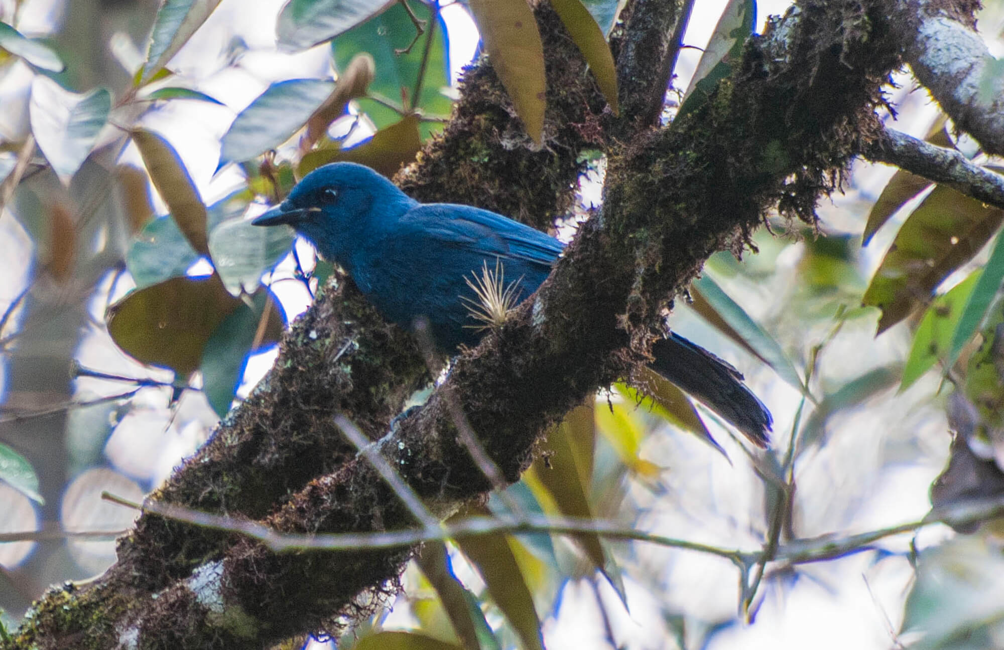 Unicolored Jay | Chiapas Birding Tour