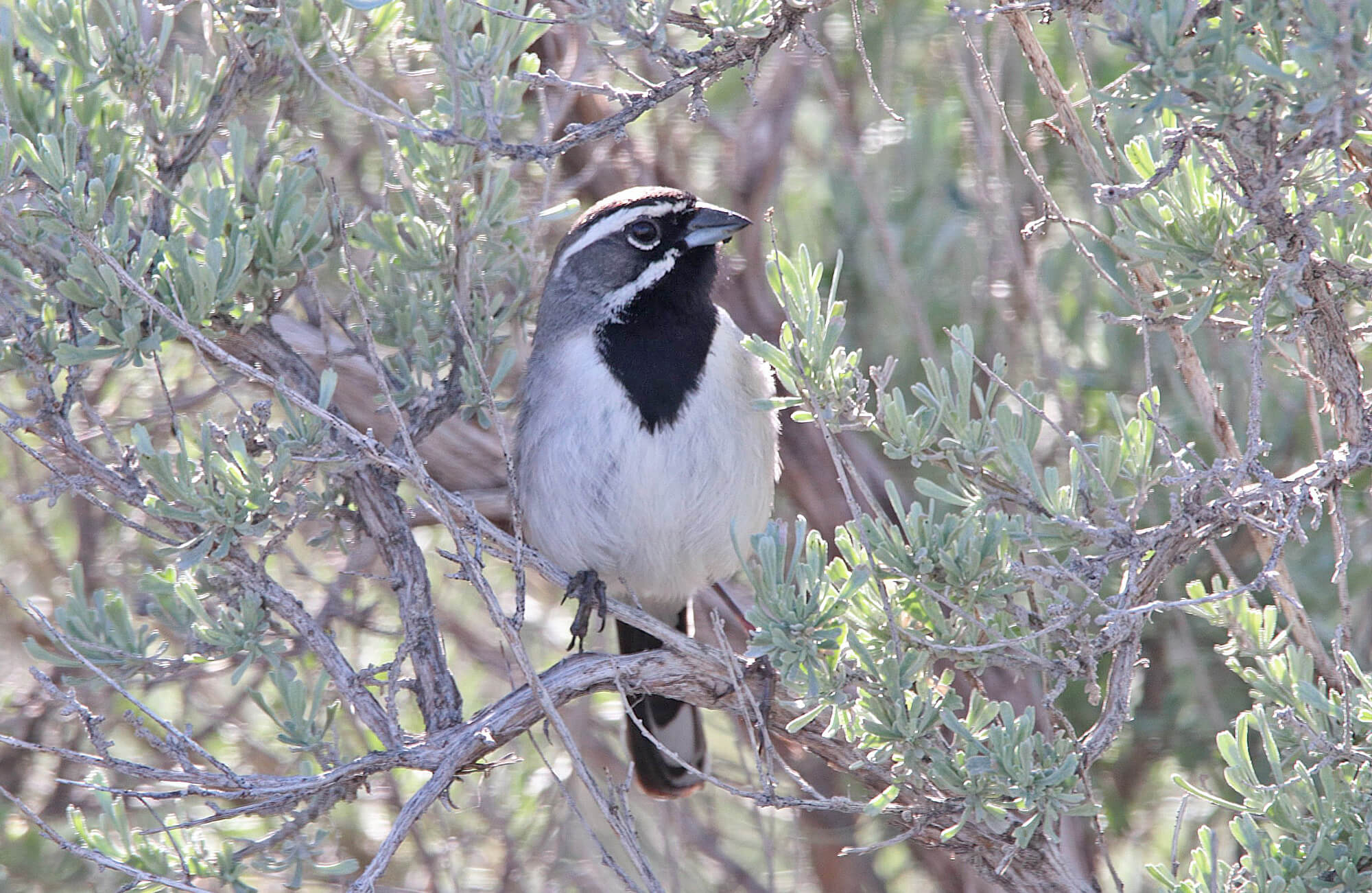 Black-throated Sparrow | Sage & Juniper Specialists Tour