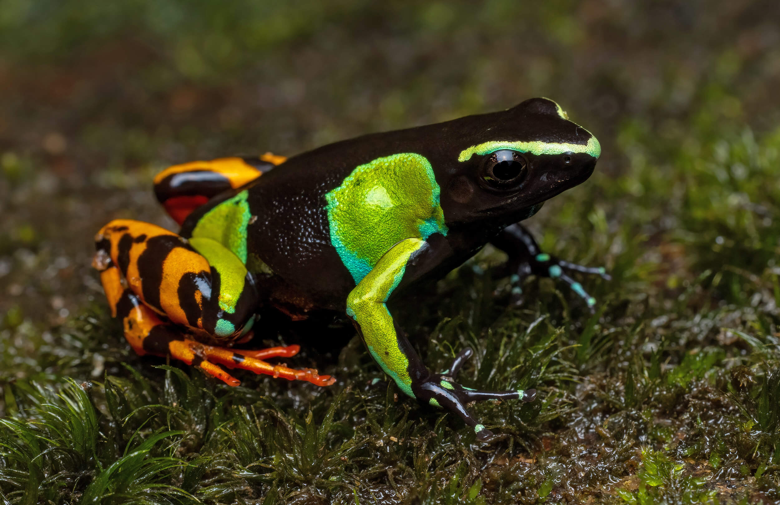 Baron's Mantella | Madagascar