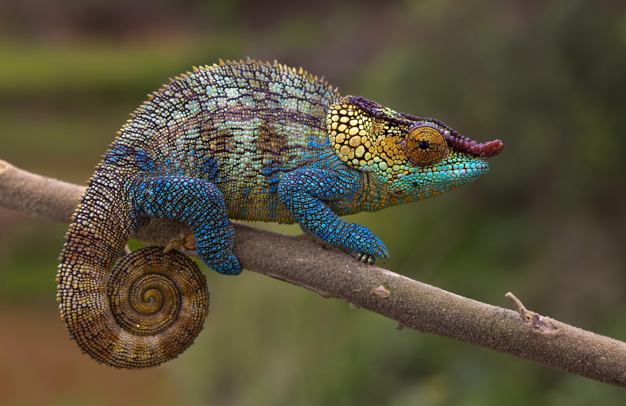 Calumma crypticum | Madagascar