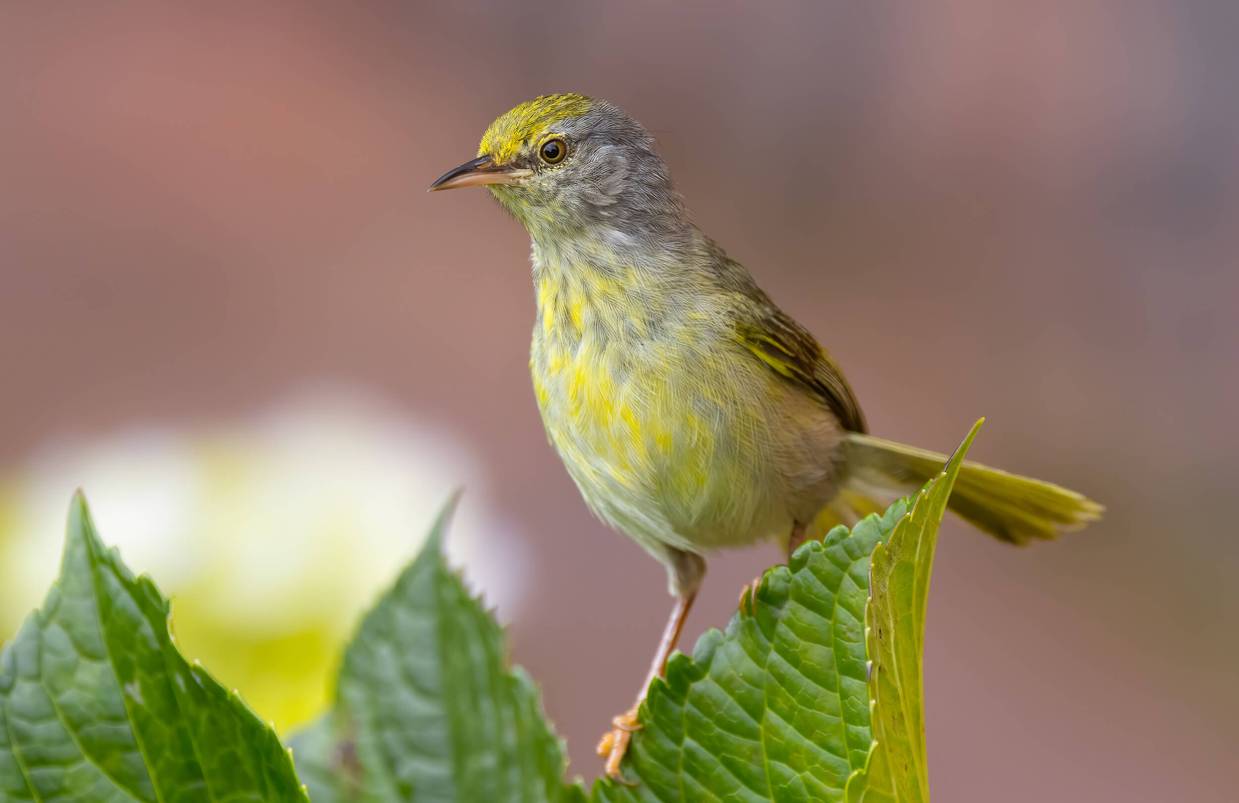 Madagascar Birding Tour