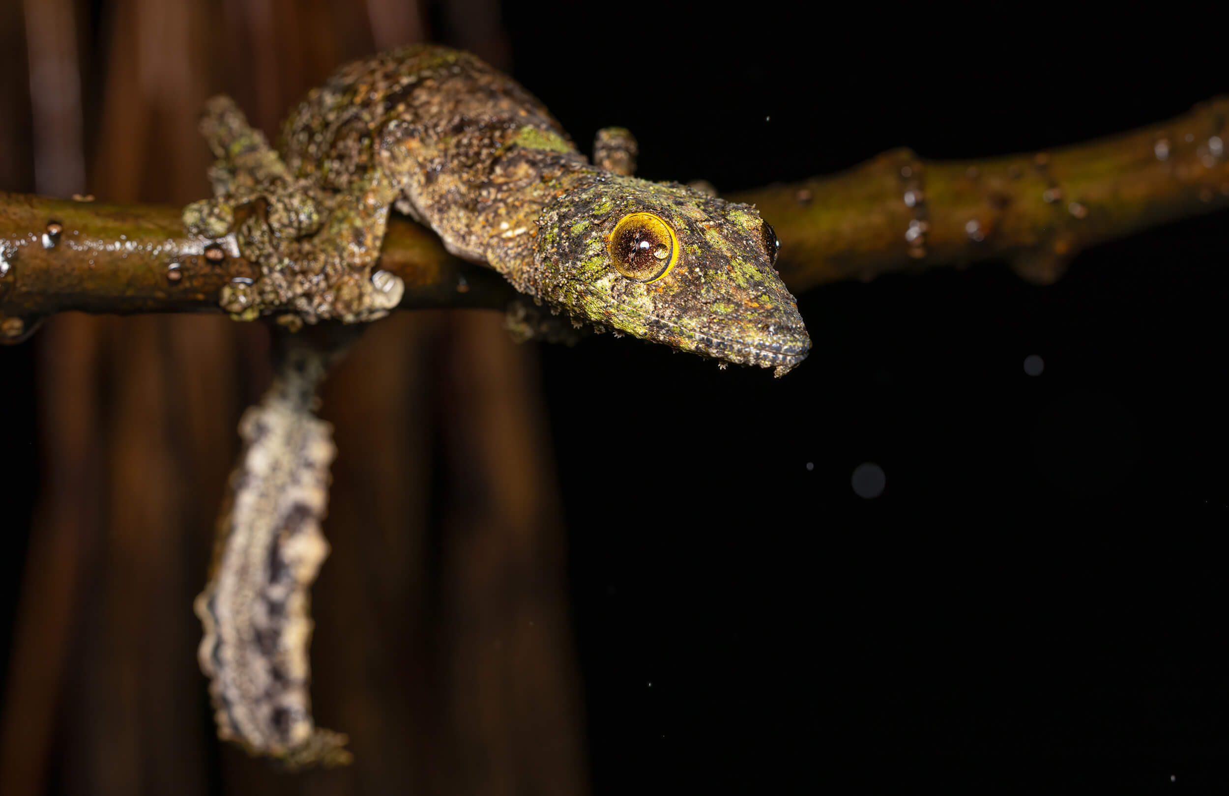 Giant Mossy Leaf-tailed Gecko | Madagascar