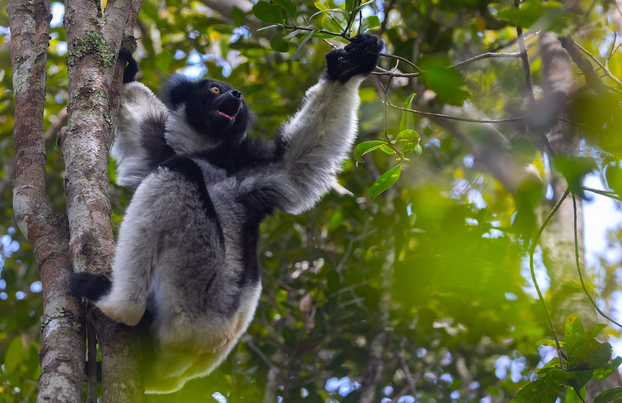 Indri | Madagascar