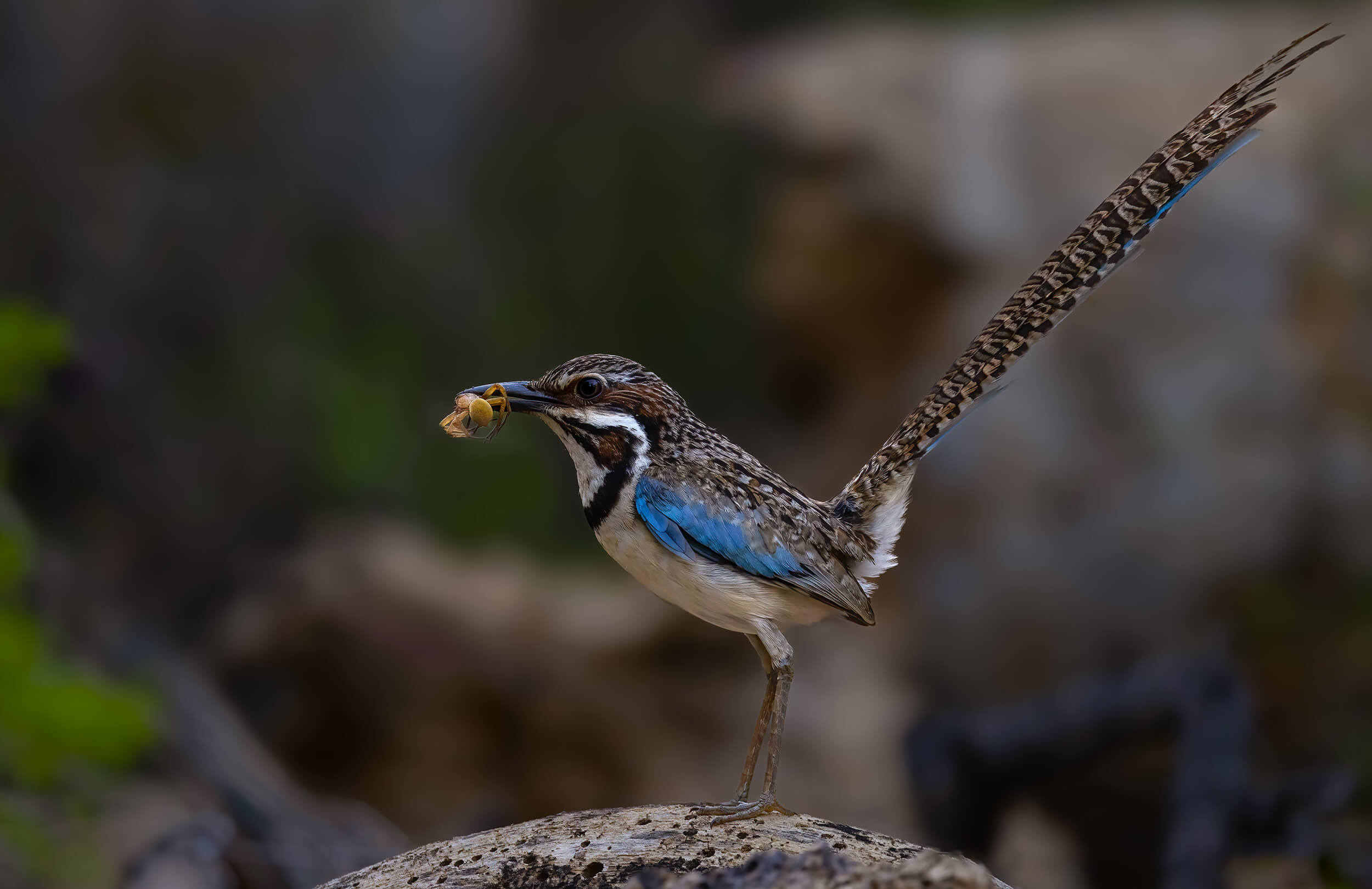 Madagascar Birding Tour