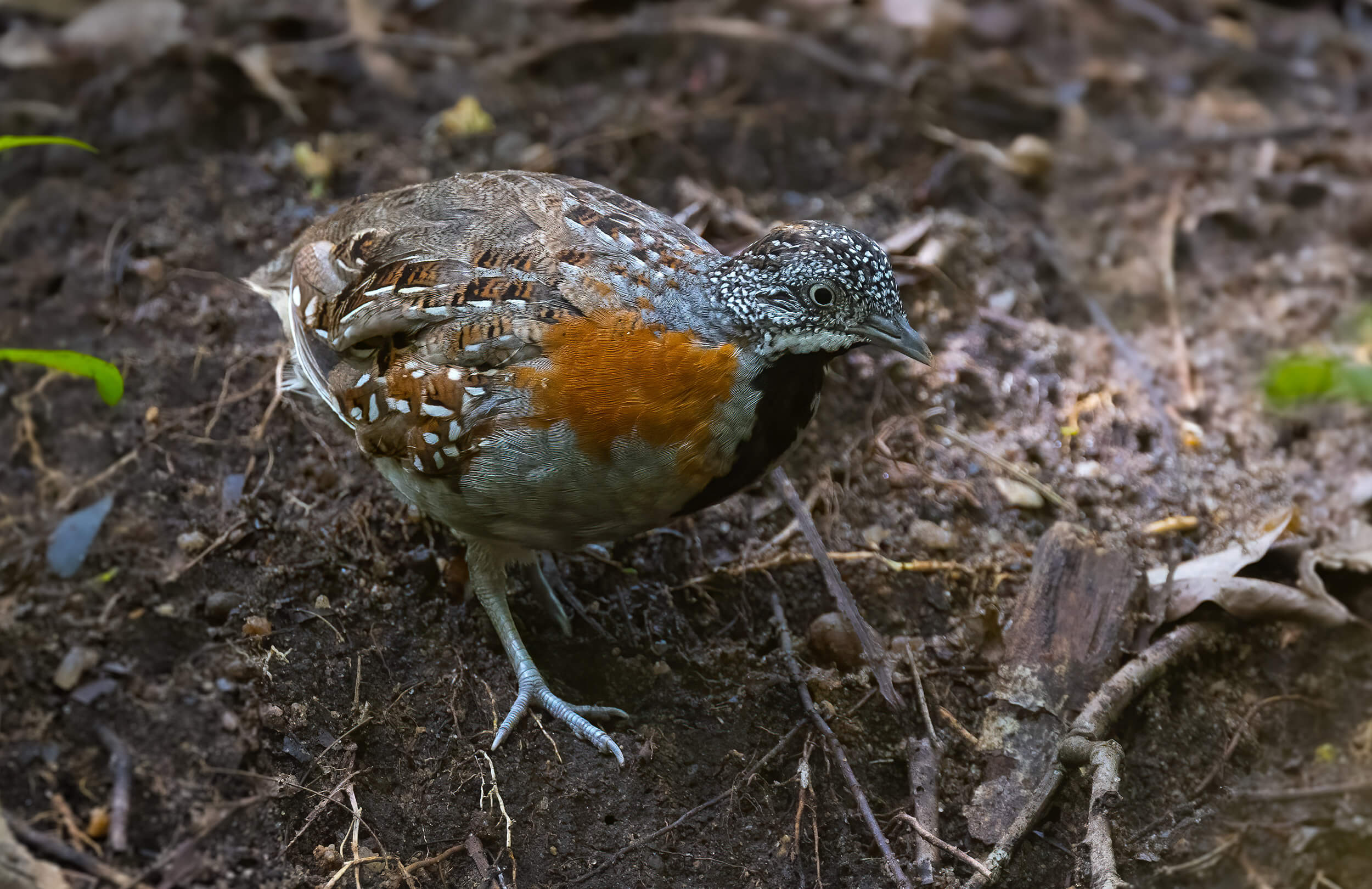 Madagascar Birding Tour