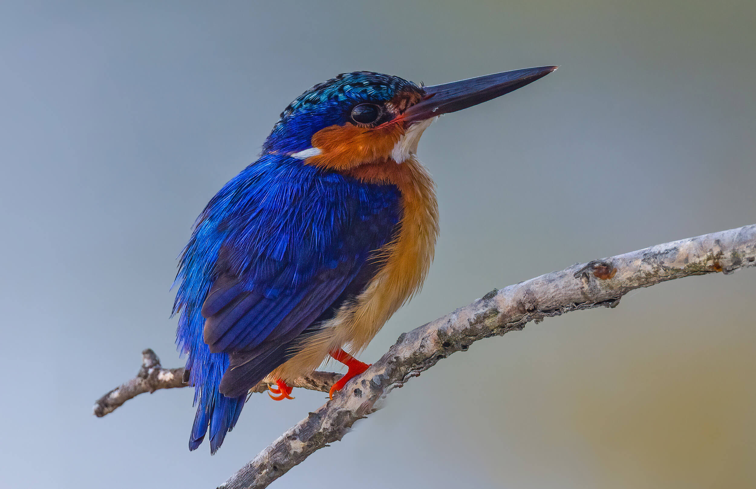 Madagascar Birding Tour