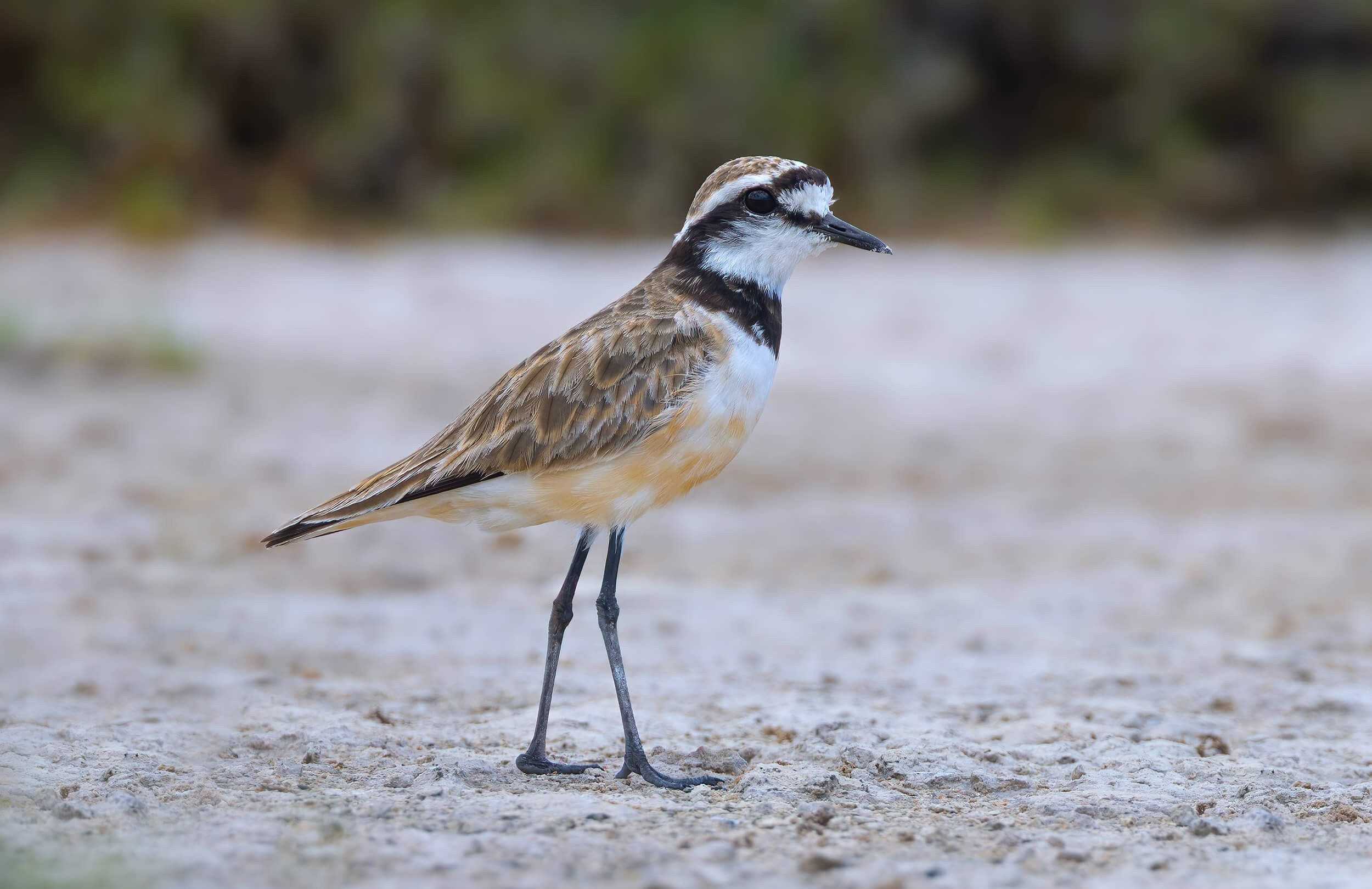 Madagascar Birding Tour