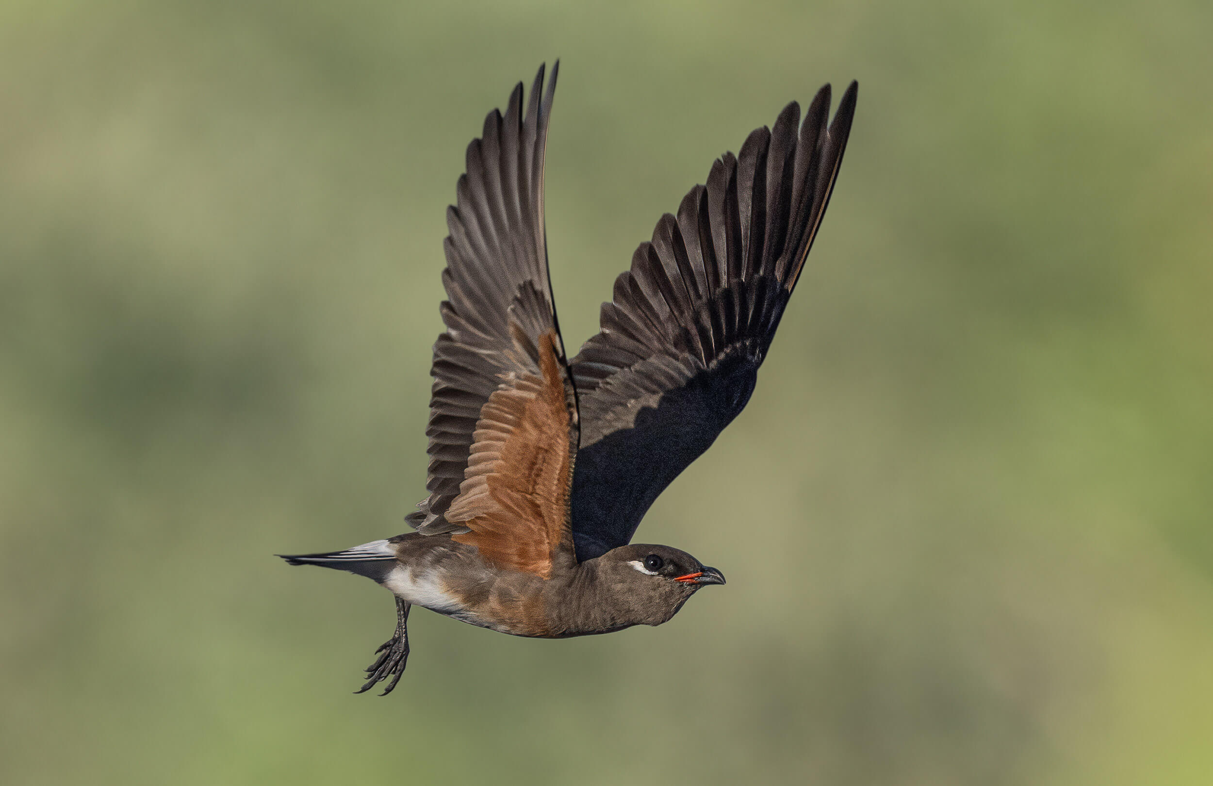 Madagascar Birding Tour