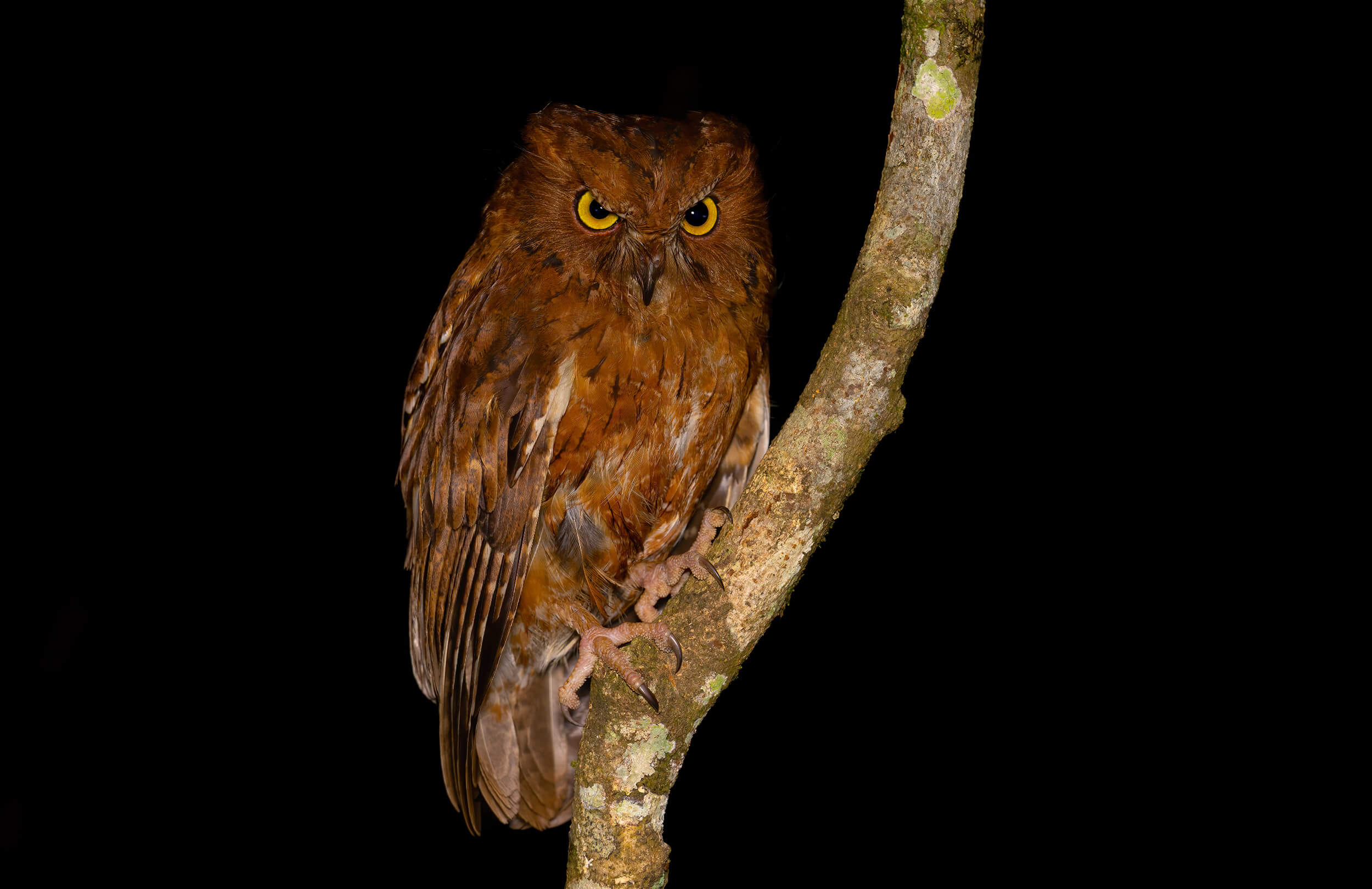 Madagascar Birding Tour