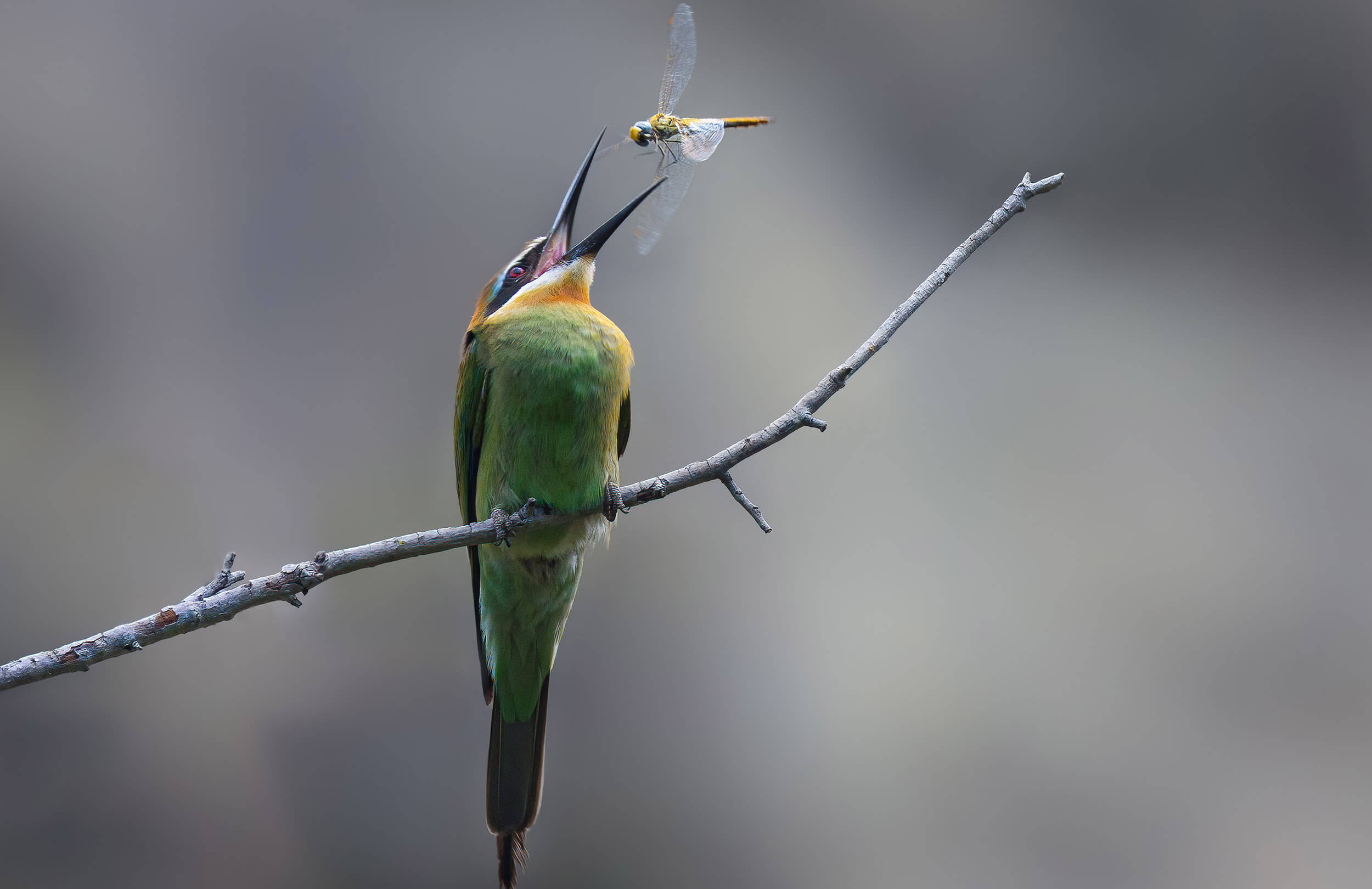 Madagascar Birding Tour