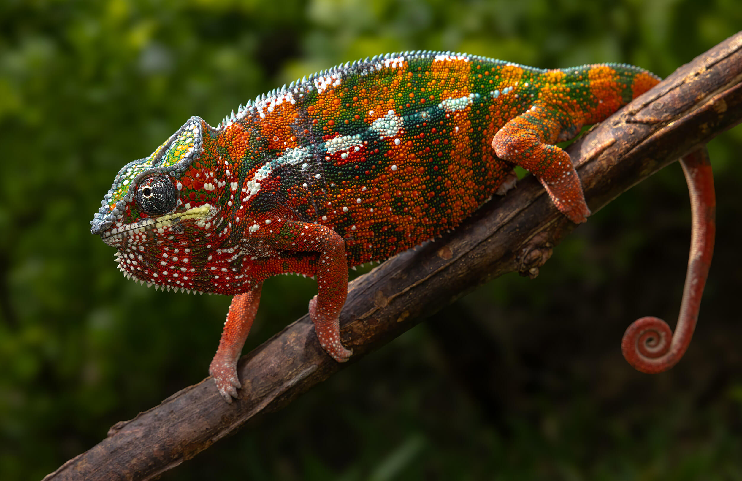 Panther Chameleon | Madagascar