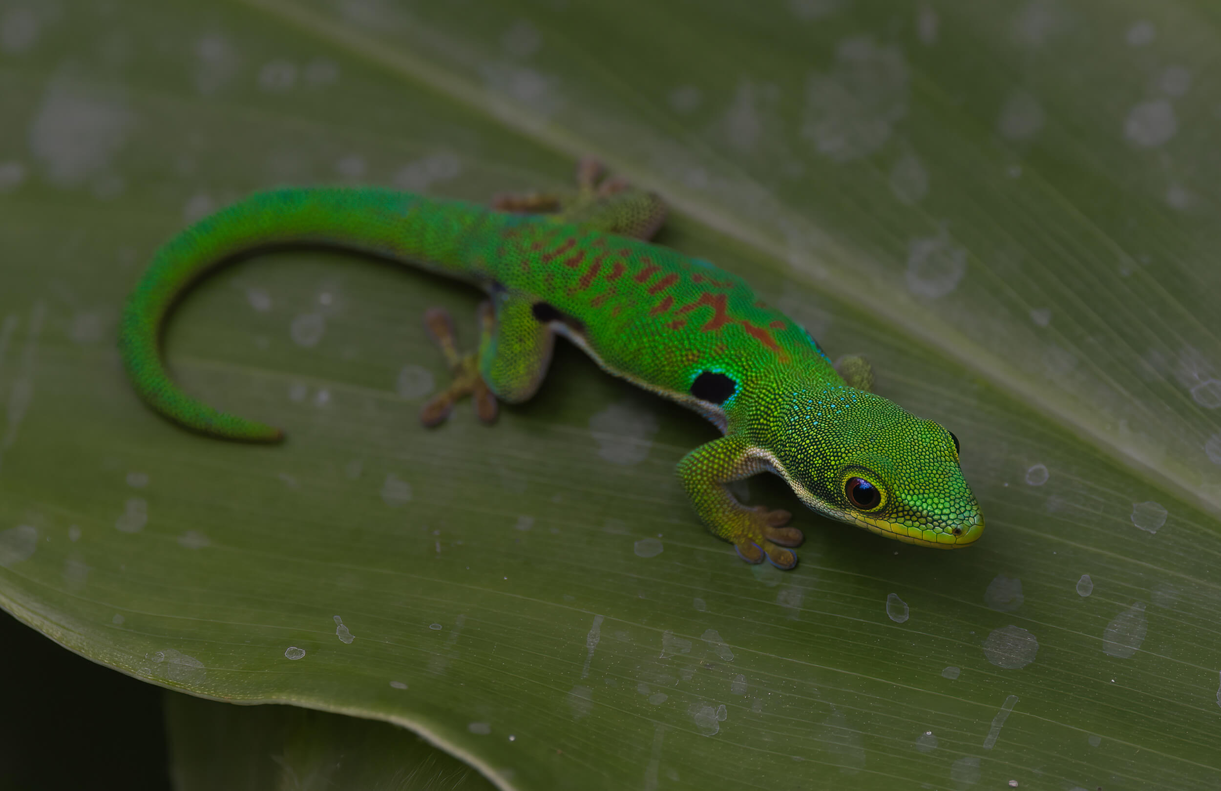 Peacock Day Gecko | Madagascar