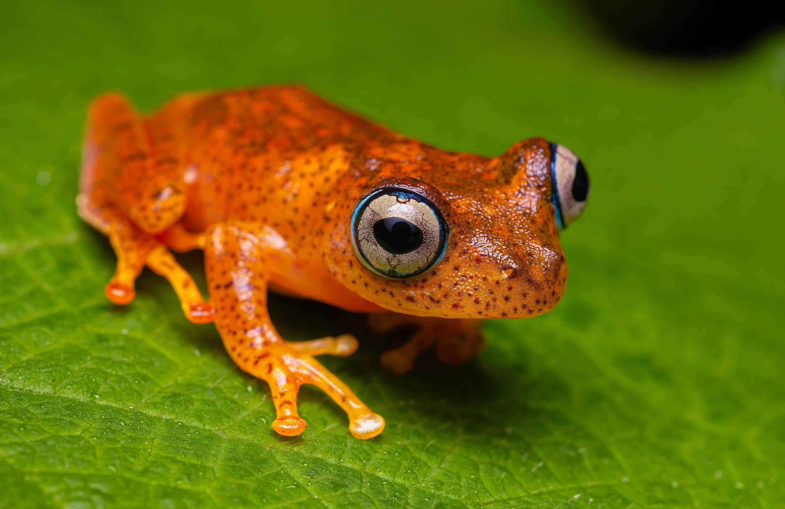 Red Bright Eyed Frog | Madagascar