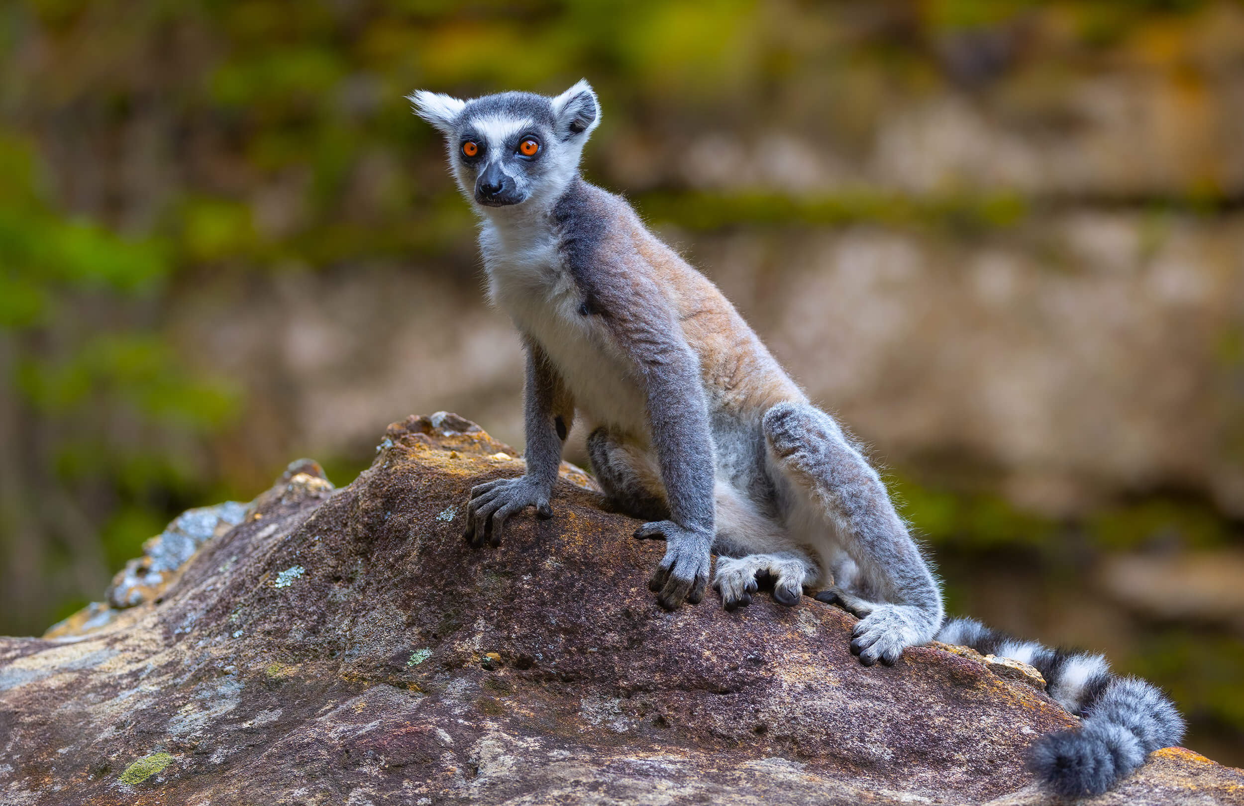 Madagascar Birding Tour