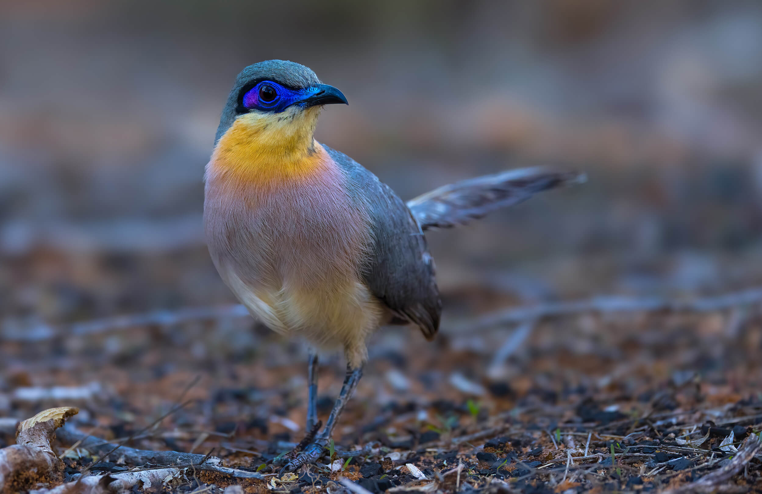 Madagascar Birding Tour