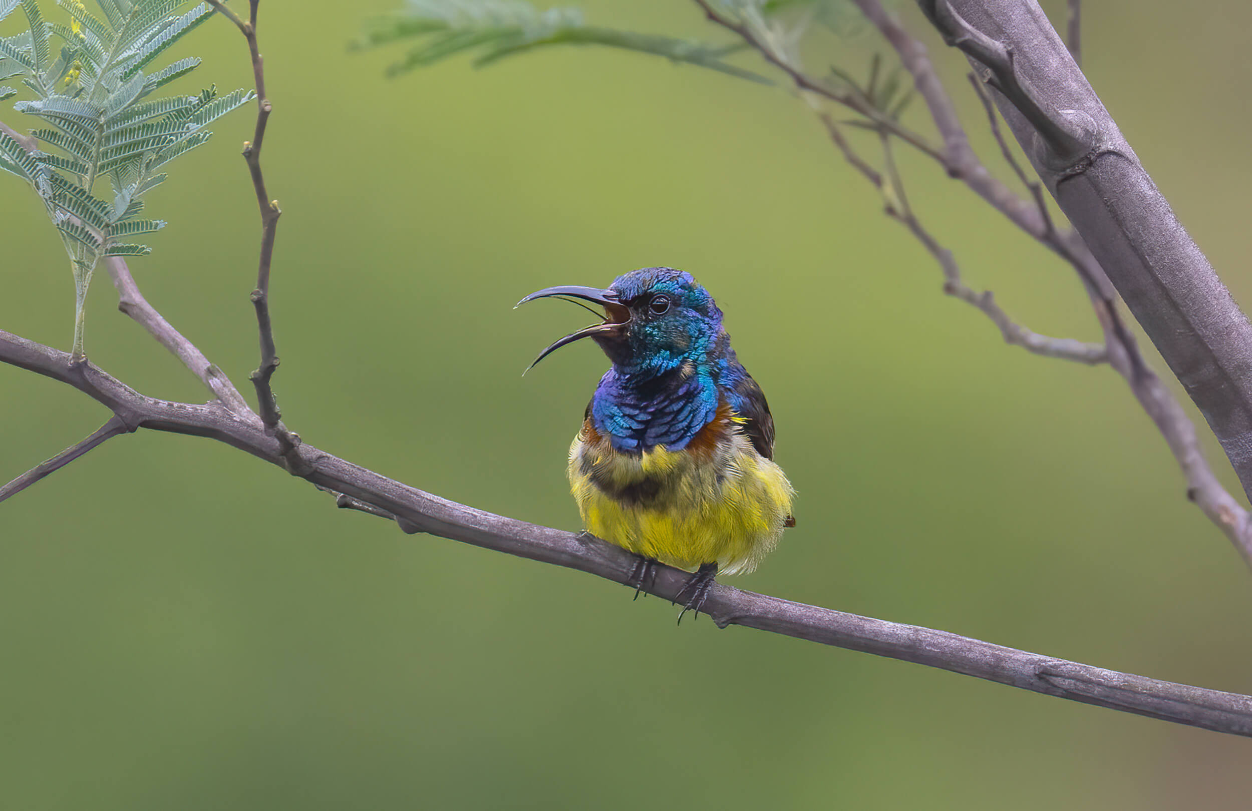 Madagascar Birding Tour