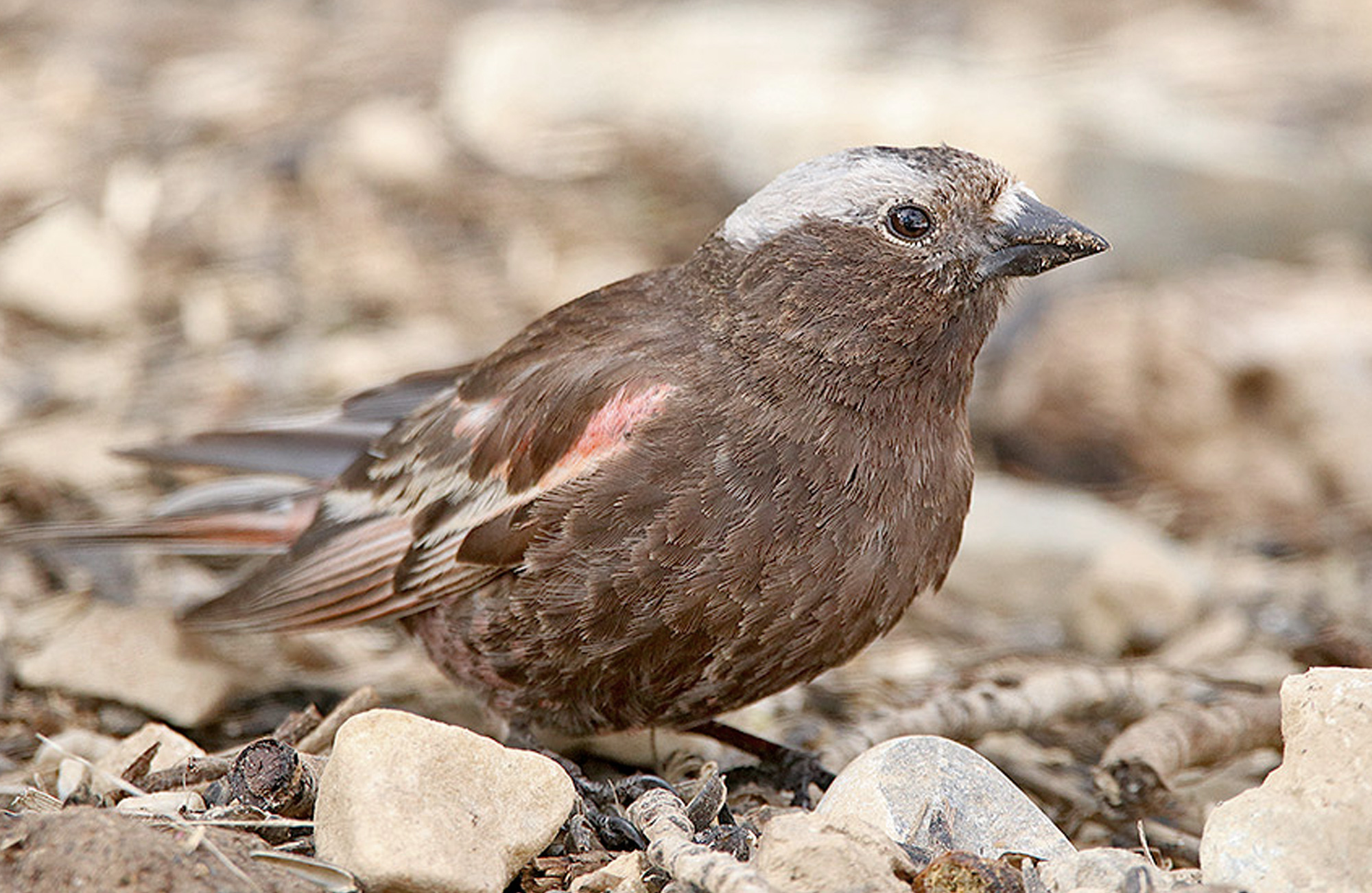 Utah Birding Tours