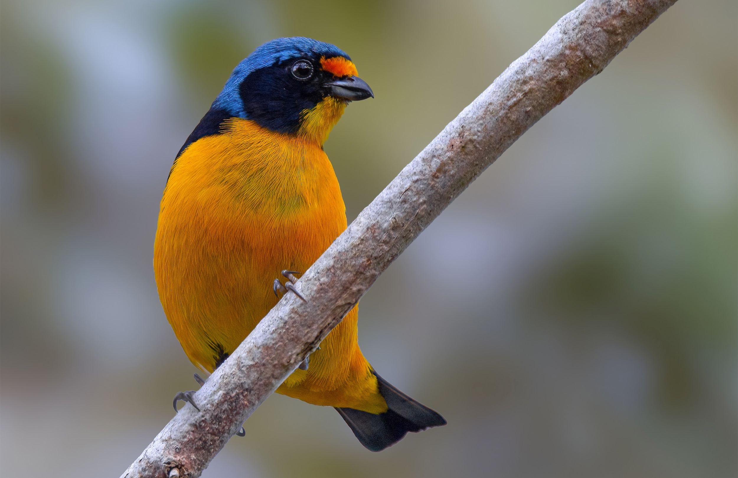 Puerto Rican Euphonia