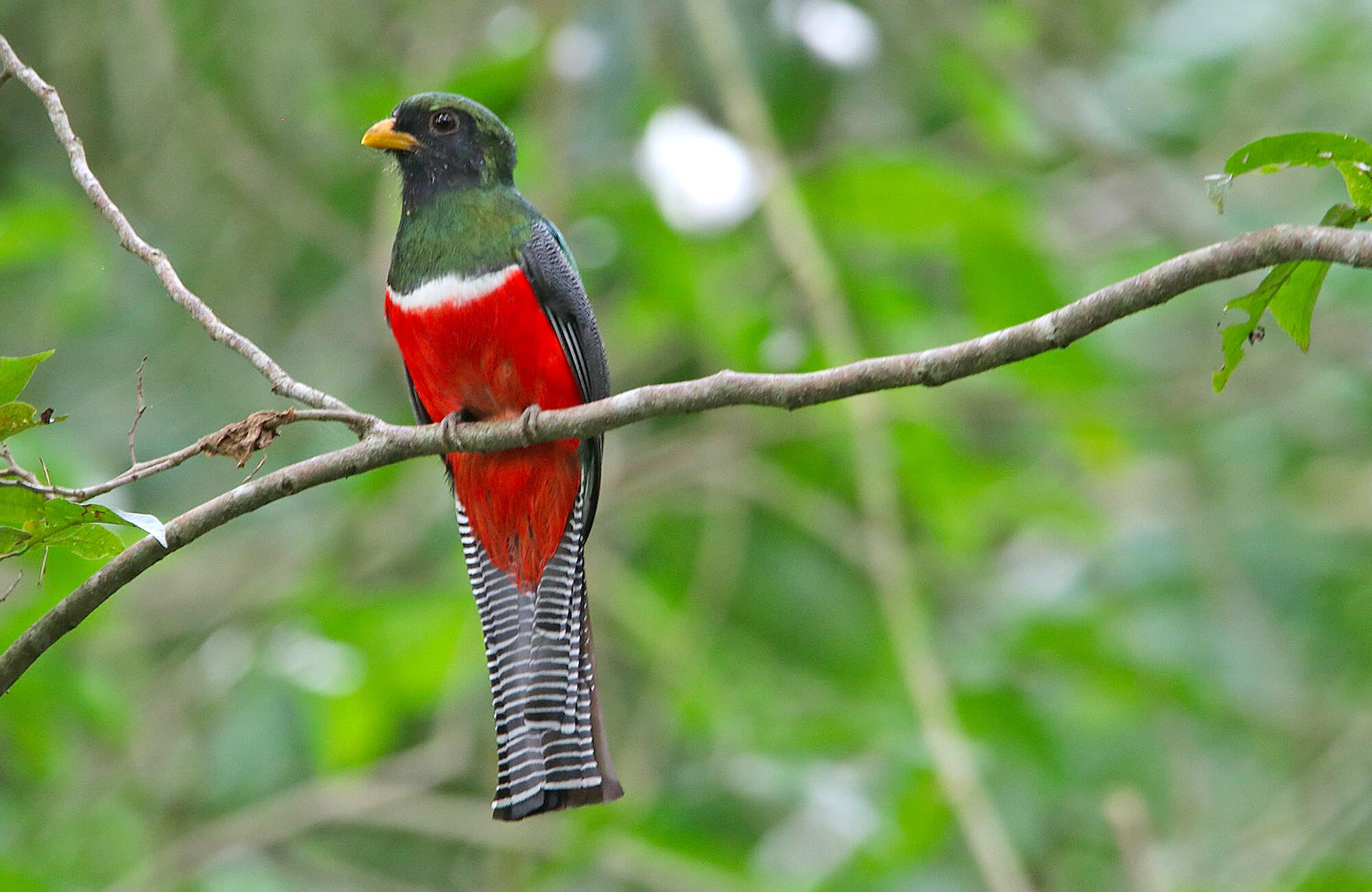 Collared Trogon | Yucatán Birding Tour