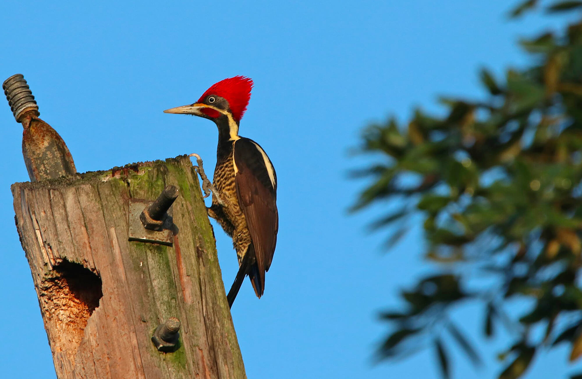 Linneated Woodpecker | Yucatán Birding Tour