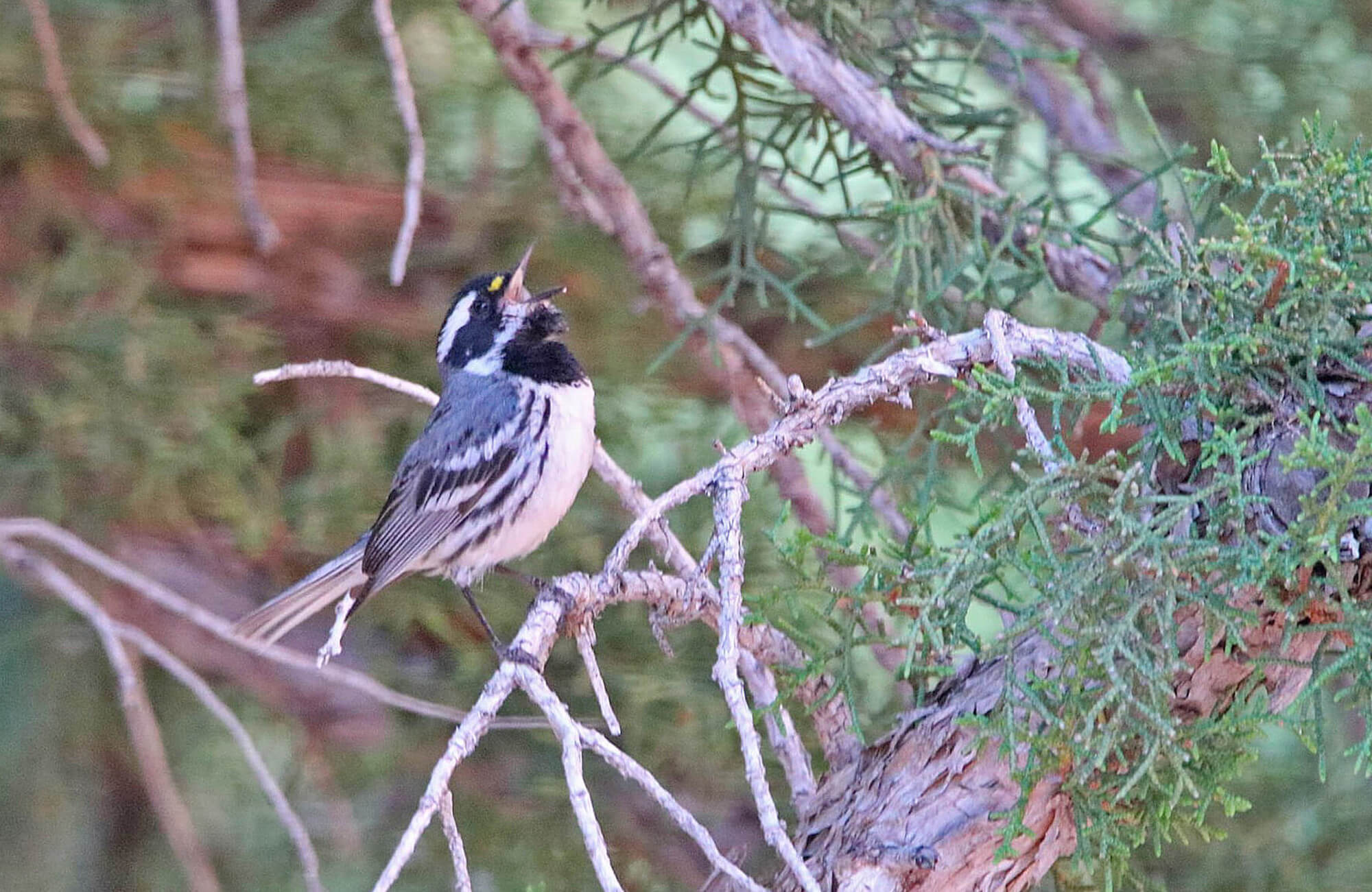 Black-throated Gray Warbler| Utah Highlights