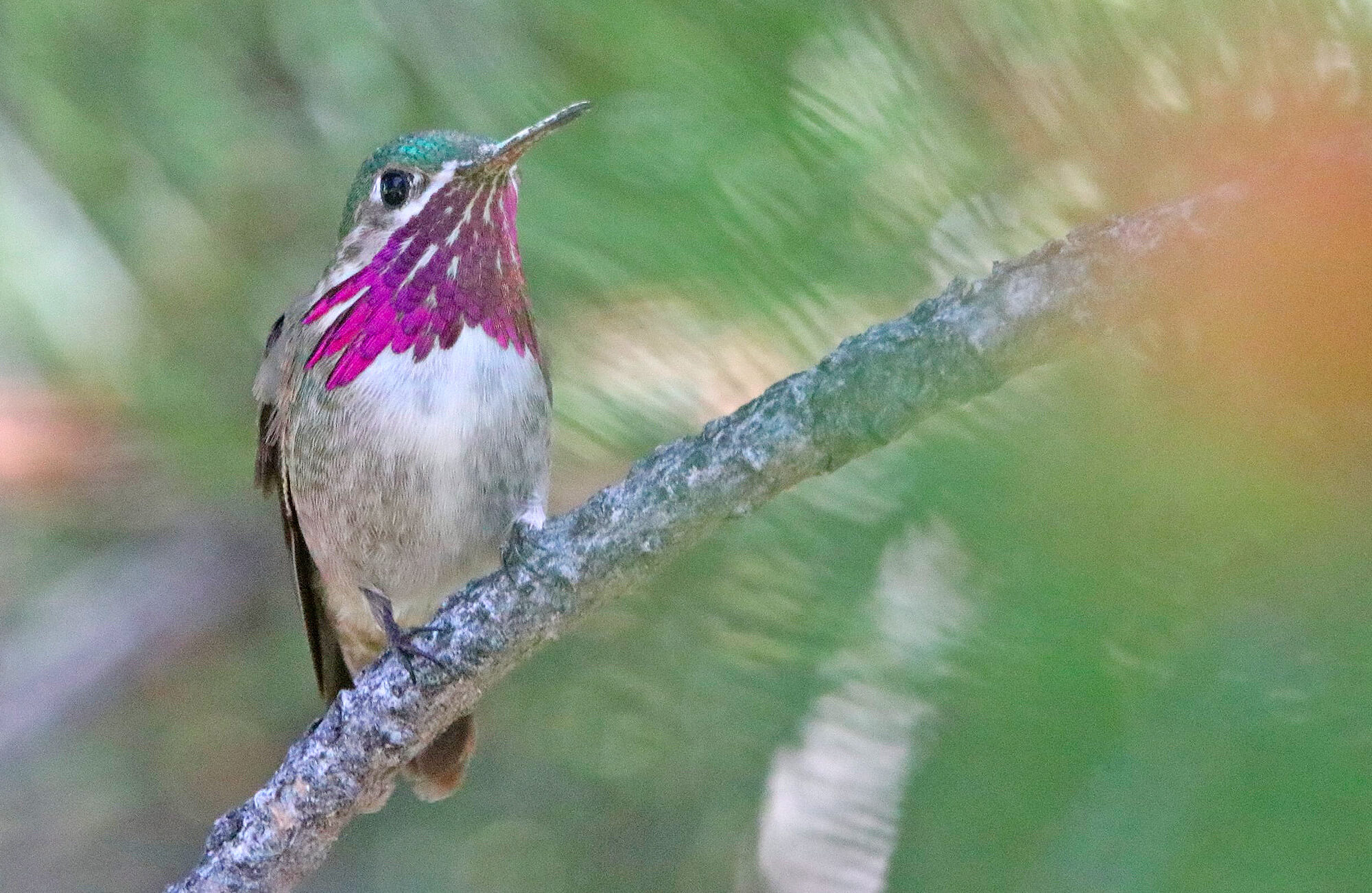 Calliope Hummingbird | Mountain West Most Wanted