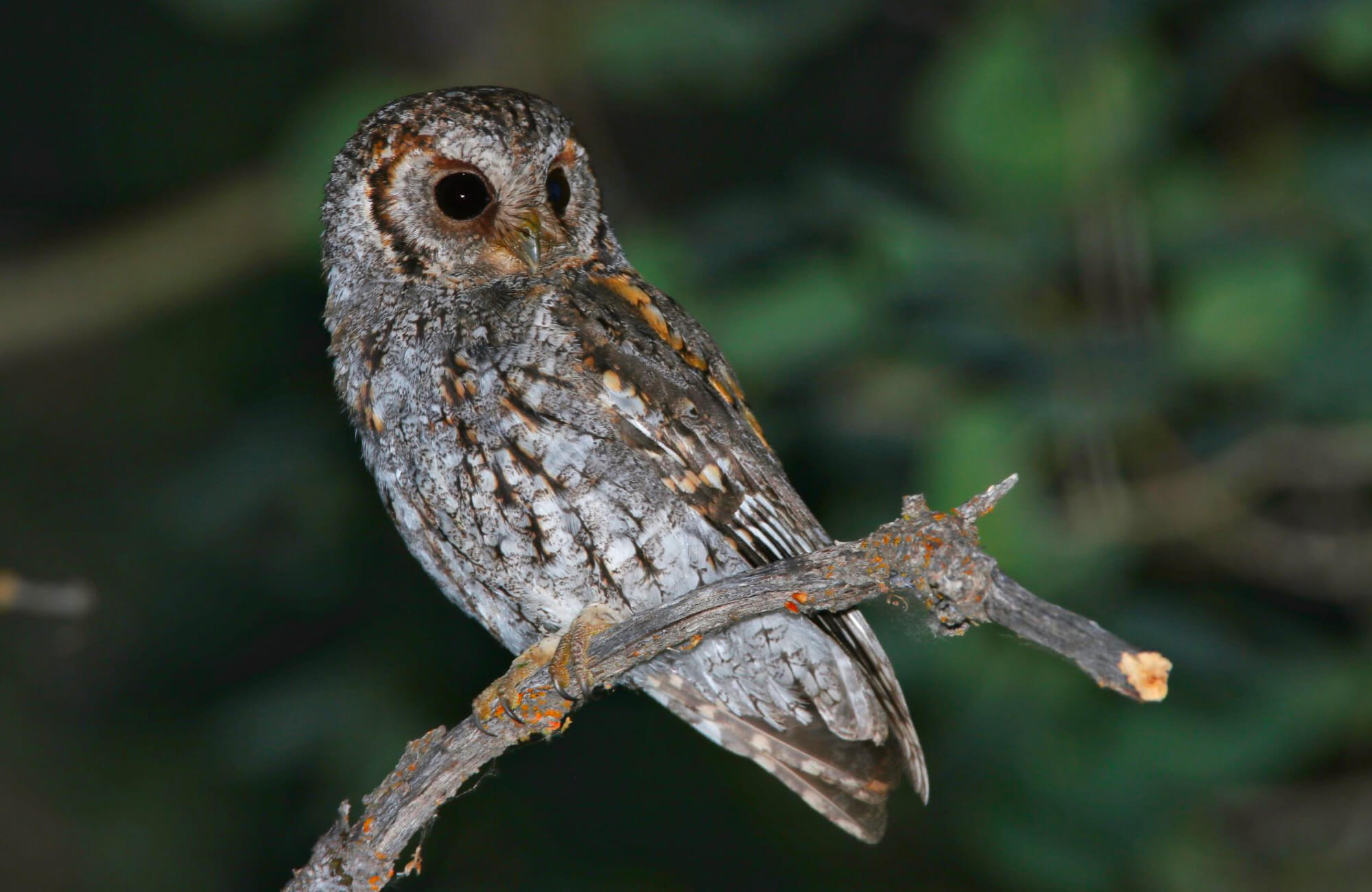 Flammulated Owl | Mountain West Most Wanted