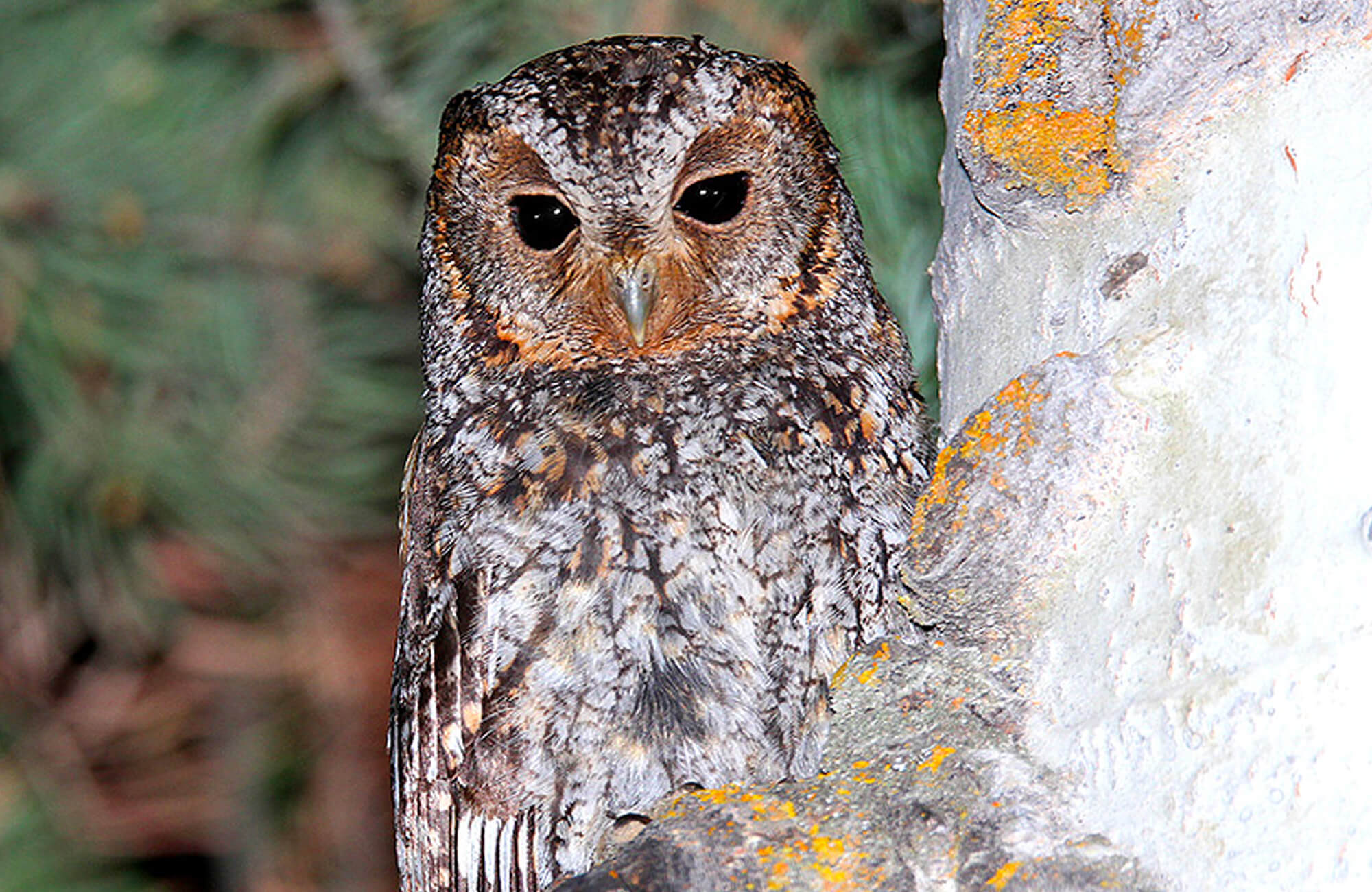2015 Flammulated Owl Count
