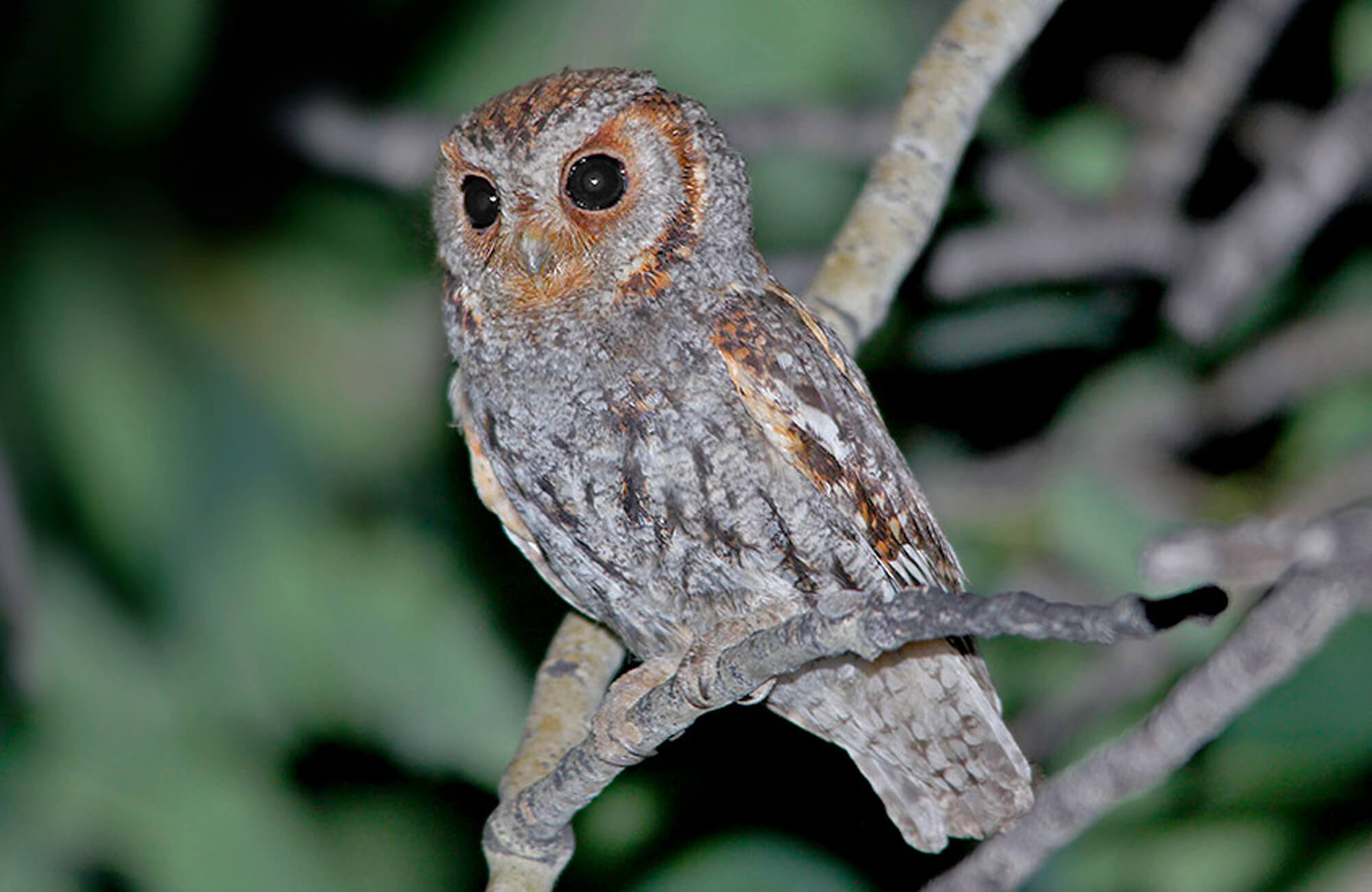 2016 Flammulated Owl Count