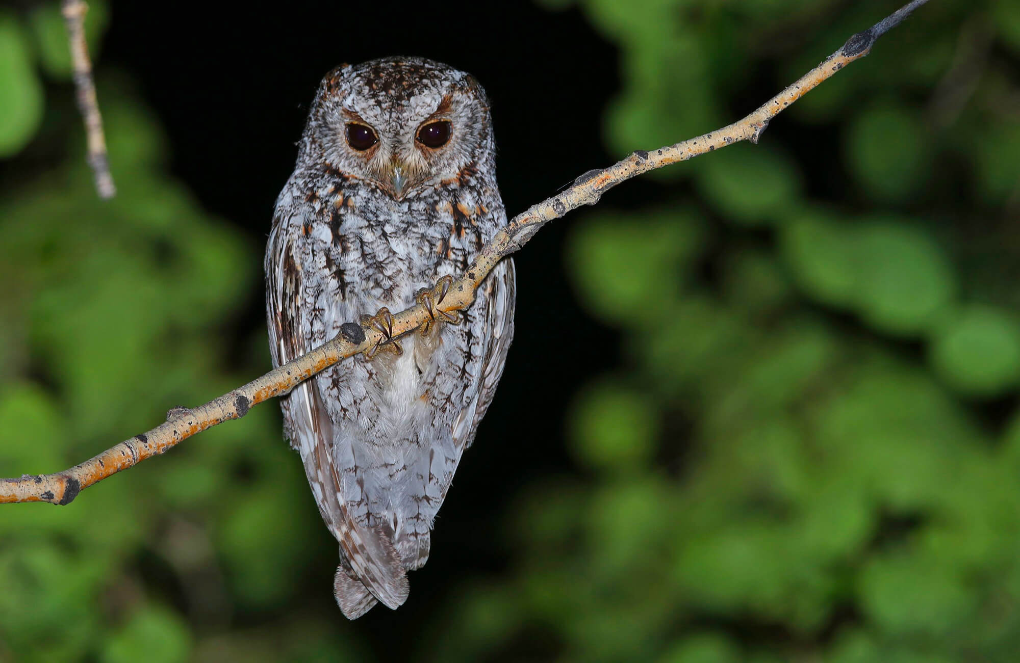 Flammulated Owl | Flammulated Owling