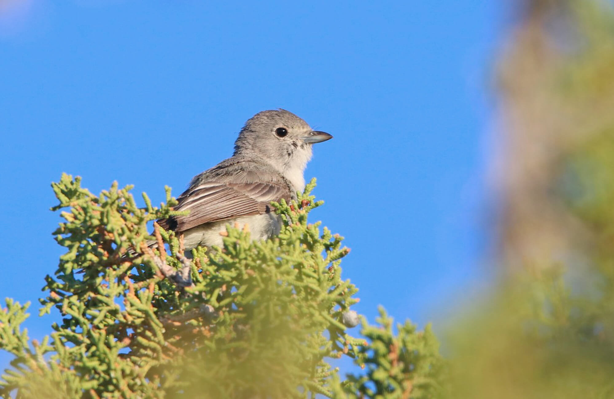 Gray Vireo | Sage & Juniper Specialists Tour