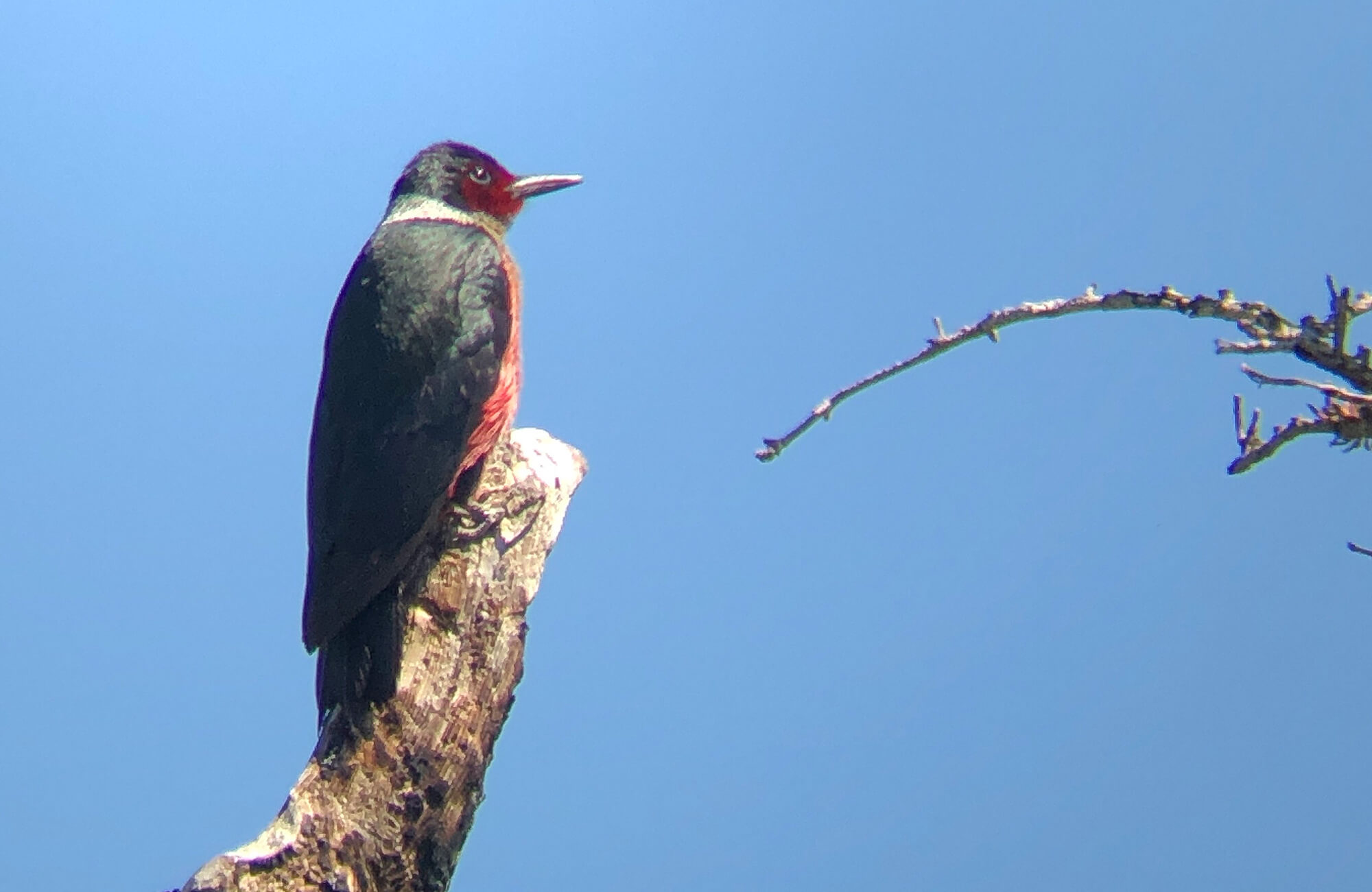 Lewis's Woodpecker | Mountain West Most Wanted
