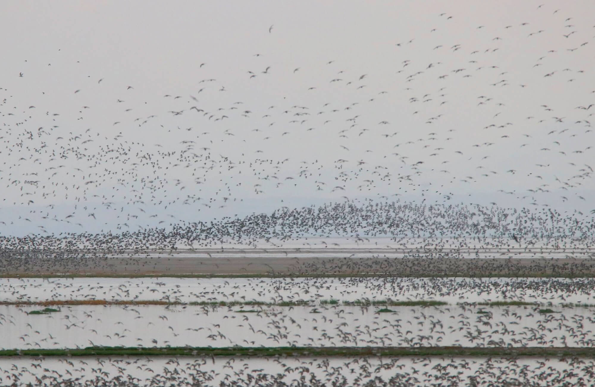 Phalarope Migration | Great Salt Lake Birding Tour