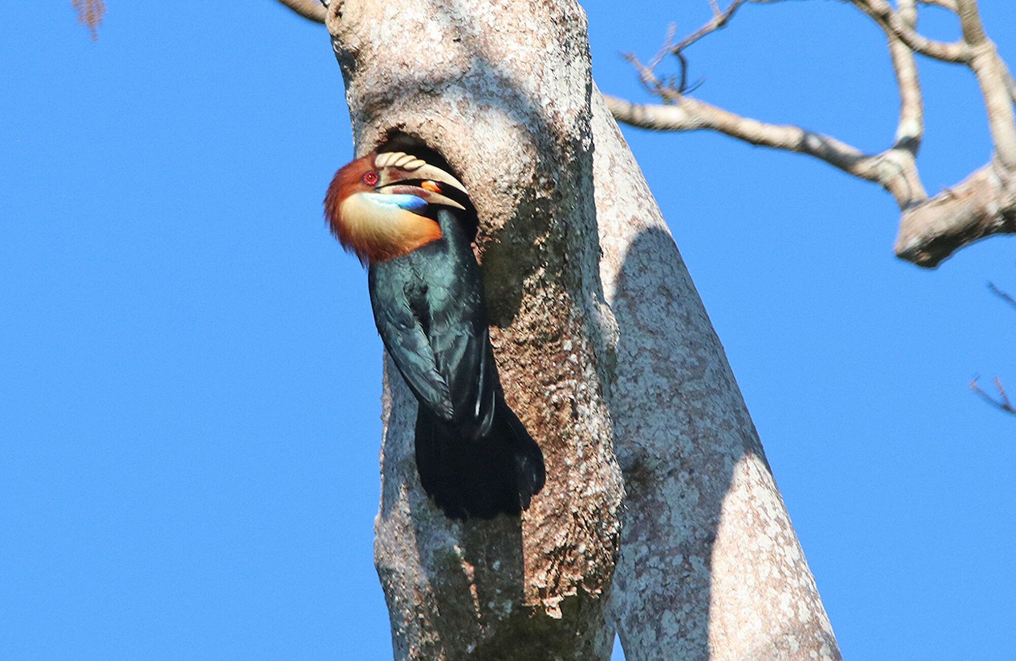 Sumba Hornbill | Bali & The Lesser Sundas