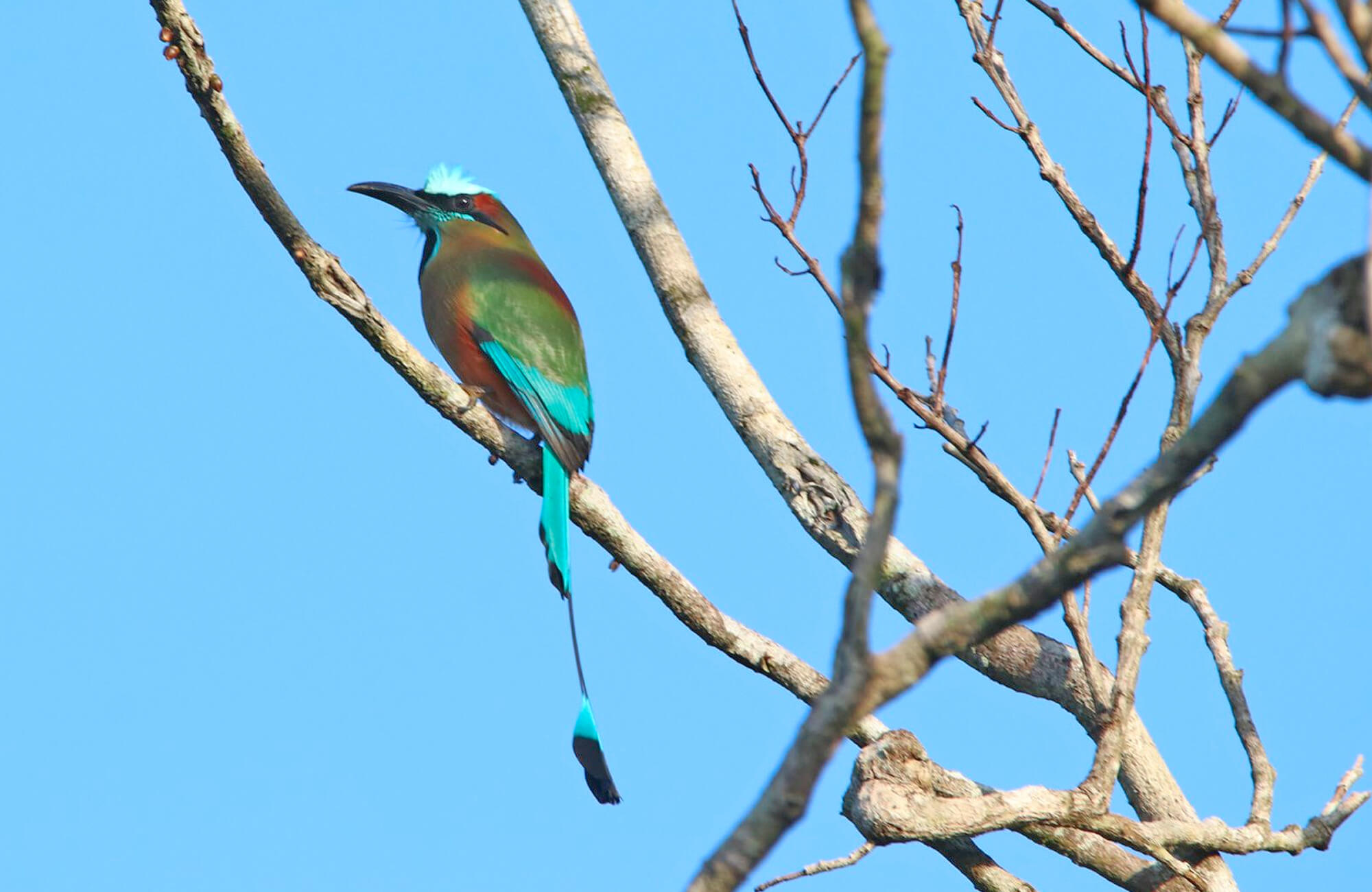 Turquoise-browed Motmot | Yucatán and Cozumel Tour