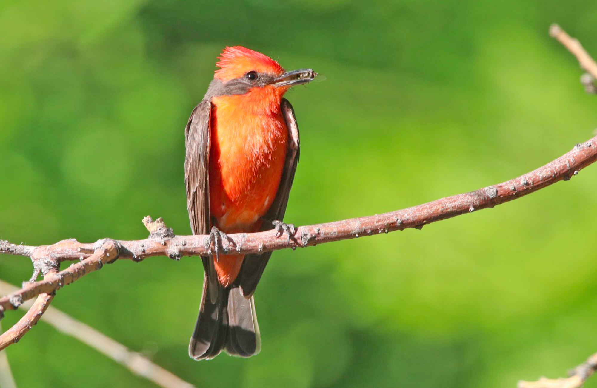 Birding, Photography, & Wildlife Adventures Blog