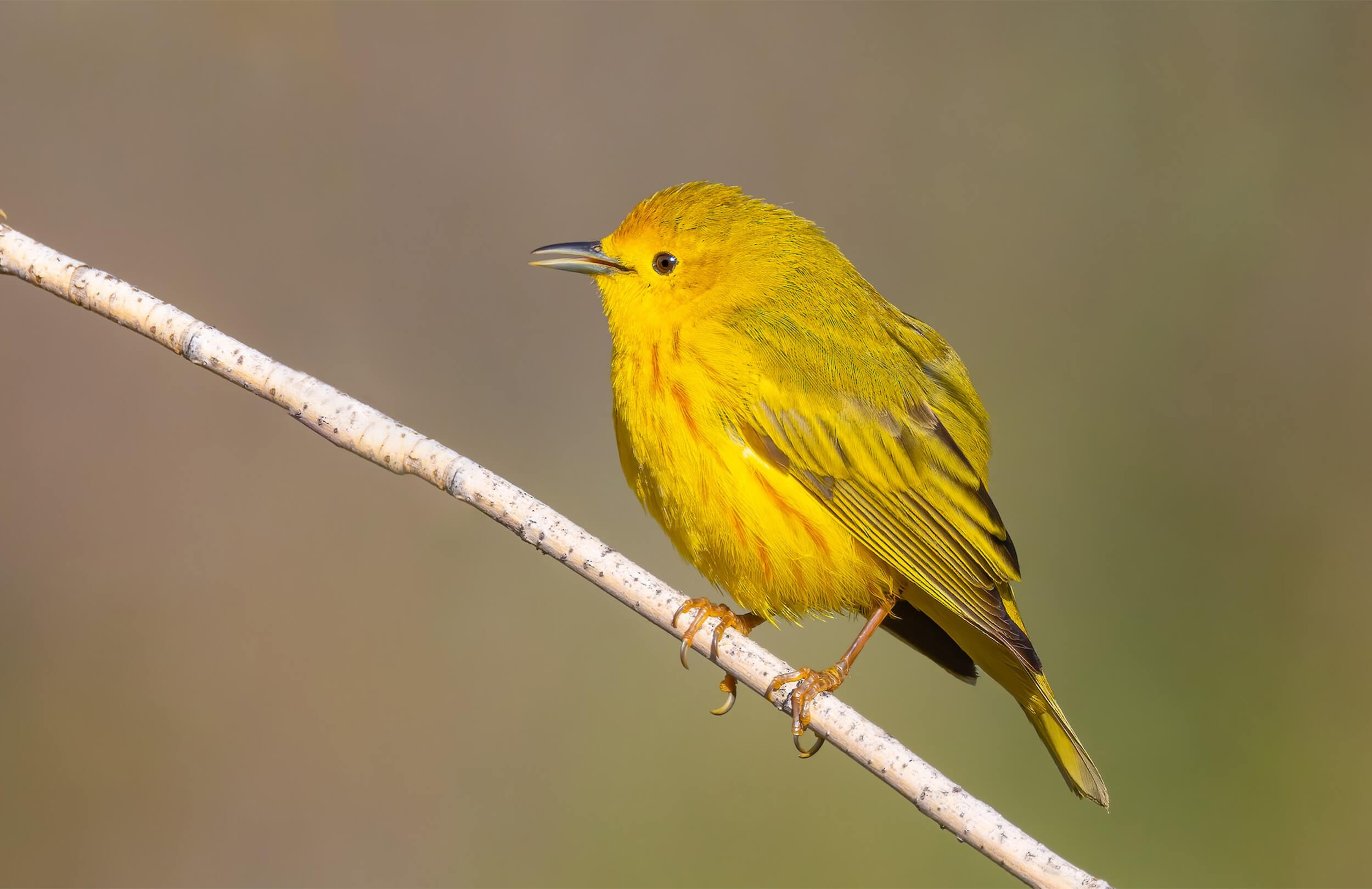 Yellow Warbler