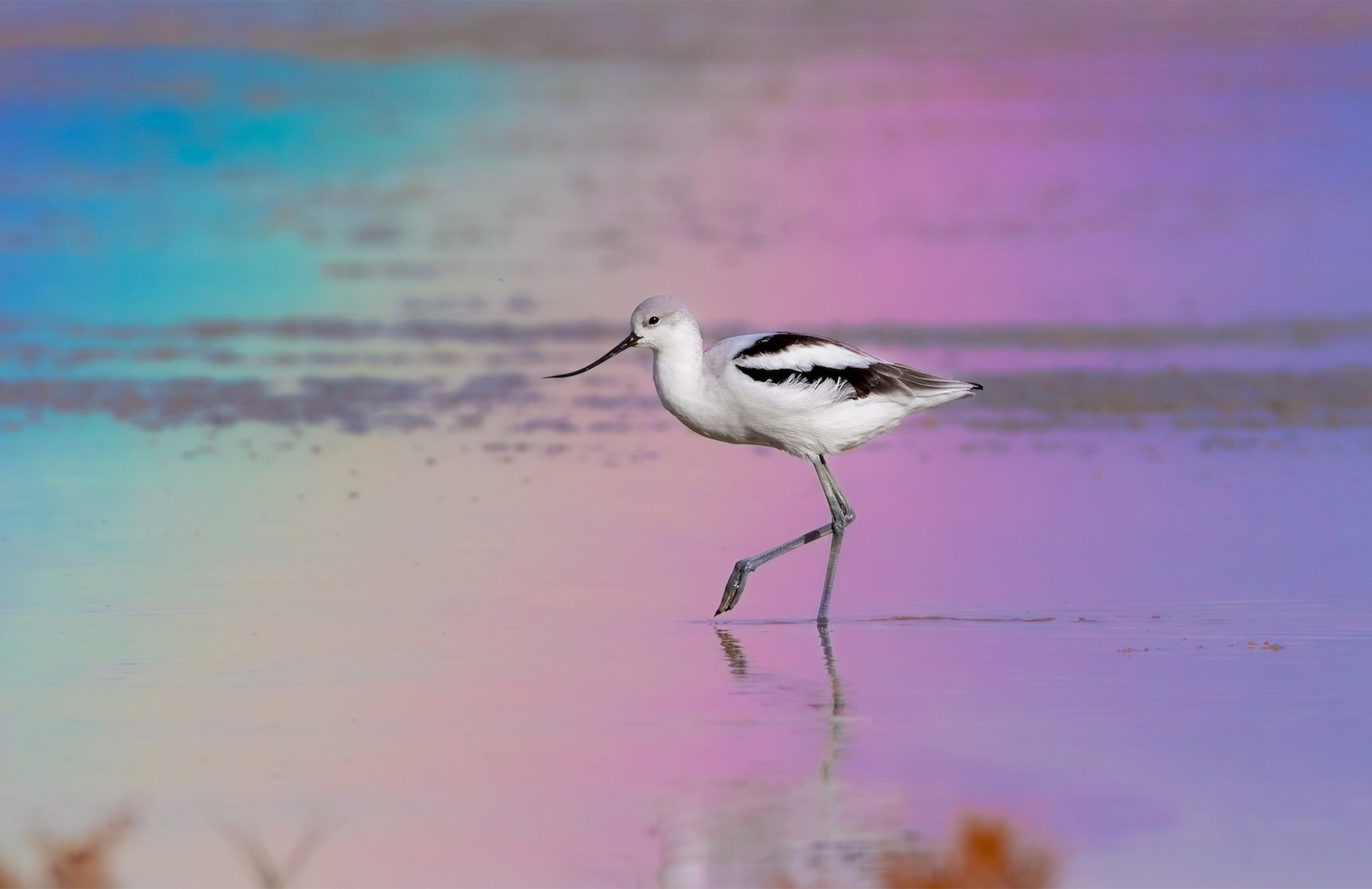 American Avocet